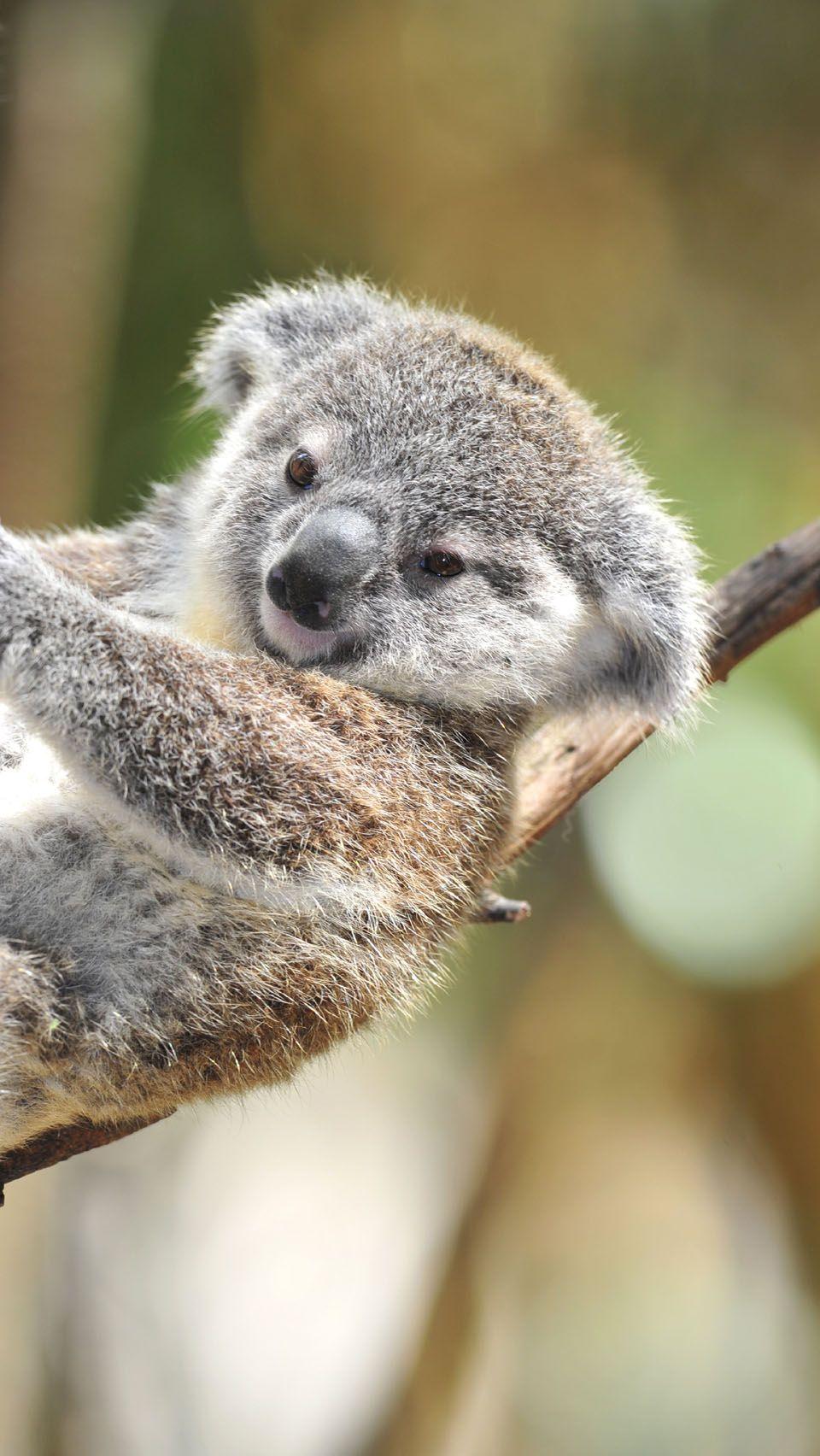 Cute Koala Wallpapers - Top Free Cute Koala Backgrounds - WallpaperAccess