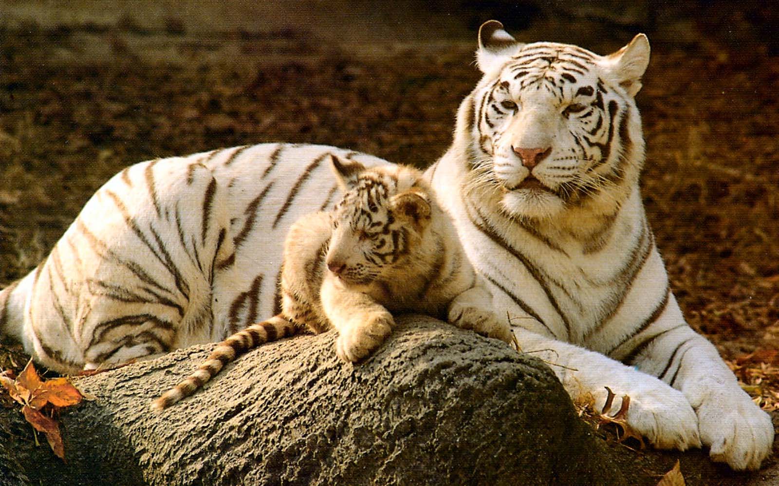 Hình nền 1600x1000 Con hổ trắng Hình nền con hổ dễ thương