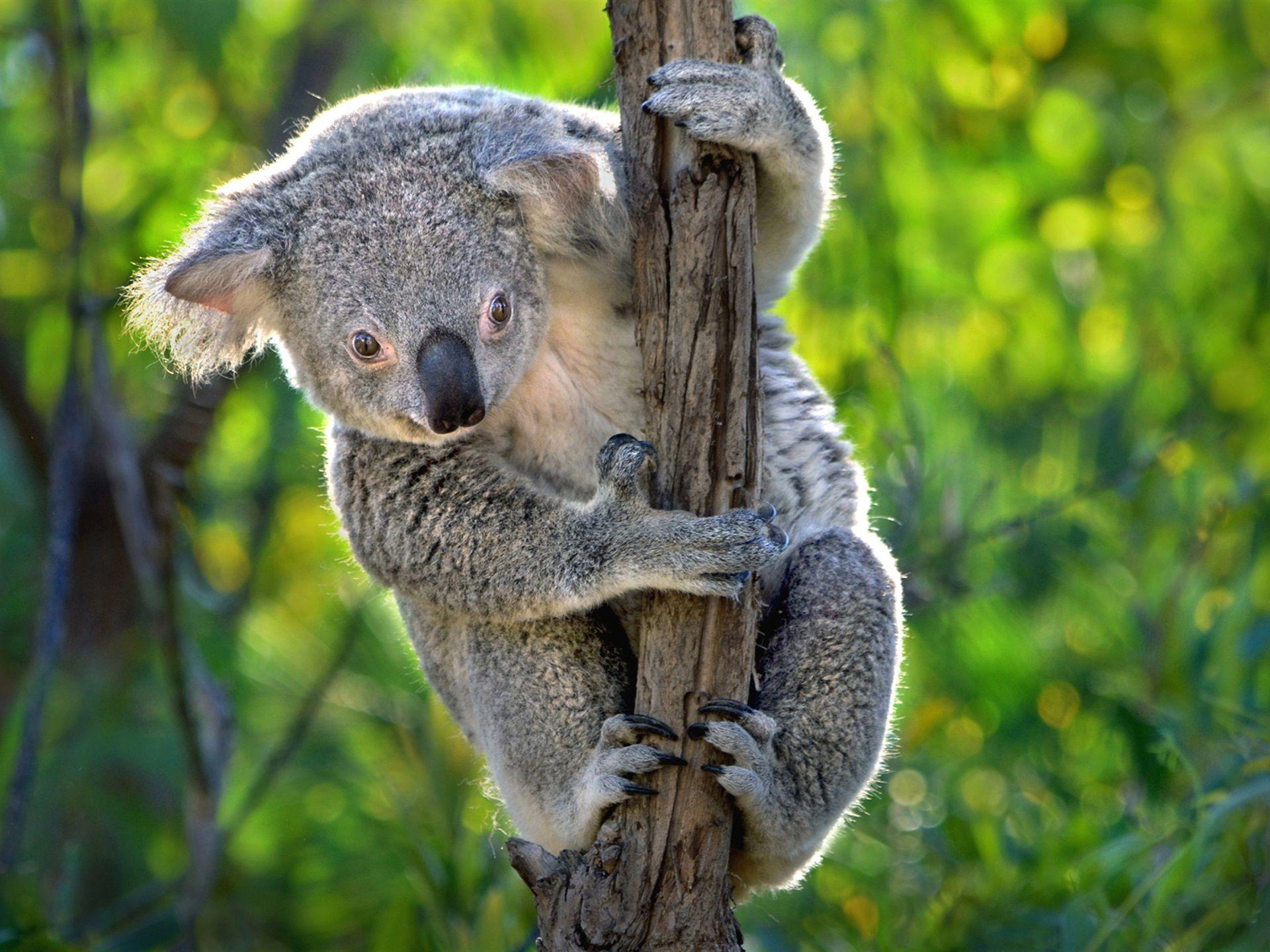 Cute Koala Wallpapers - Top Free Cute Koala Backgrounds - WallpaperAccess