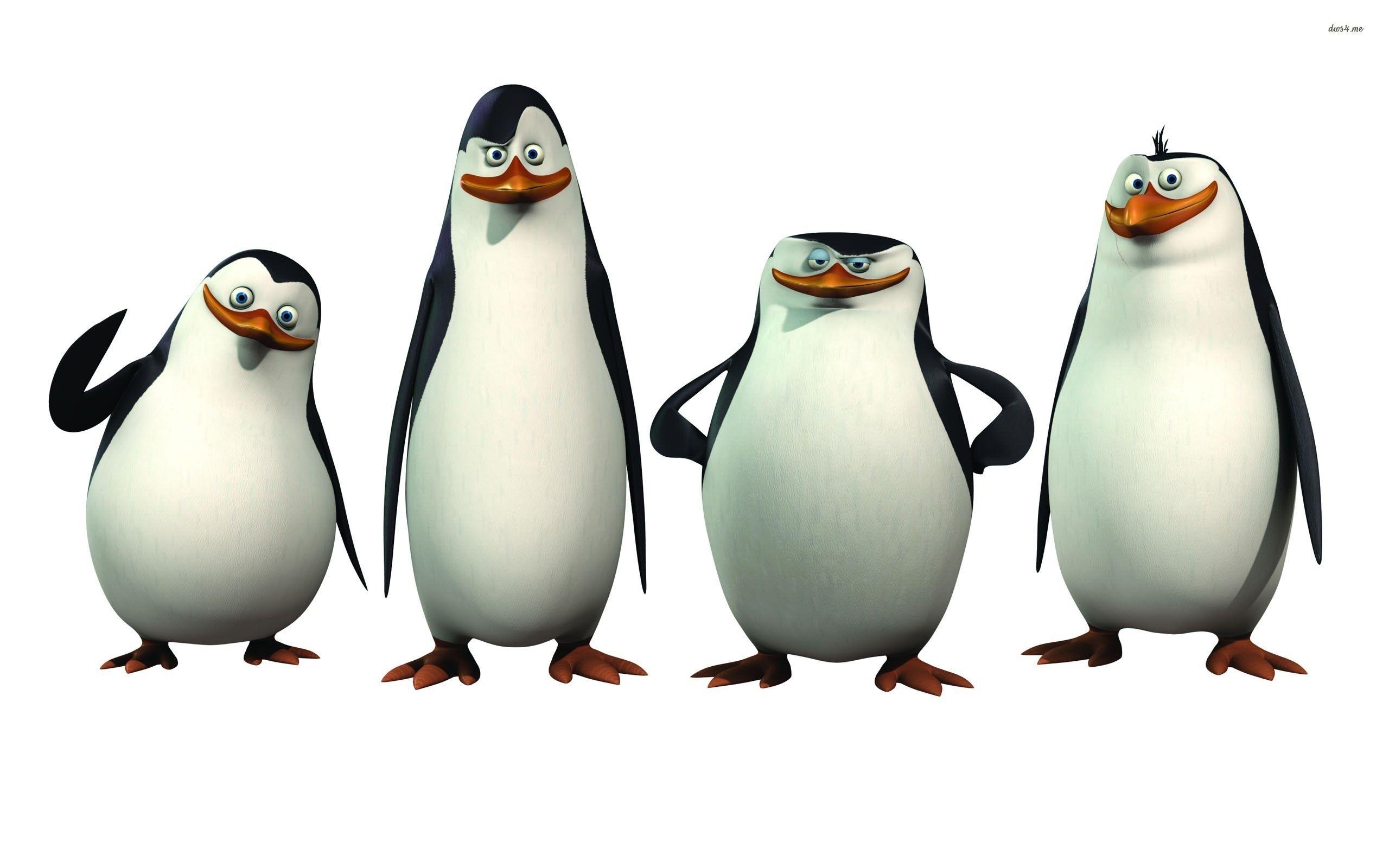 Cartoon Penguin Wallpapers - Top Free Cartoon Penguin Backgrounds