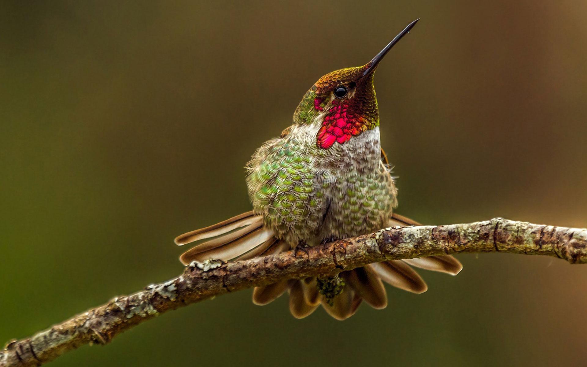 1920x1200 Hummingbird Live Wallpaper for Android
