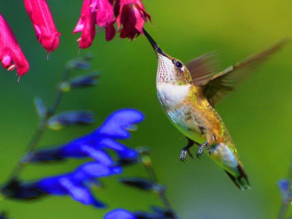 Cute Hummingbird Wallpapers - Top Free Cute Hummingbird Backgrounds ...