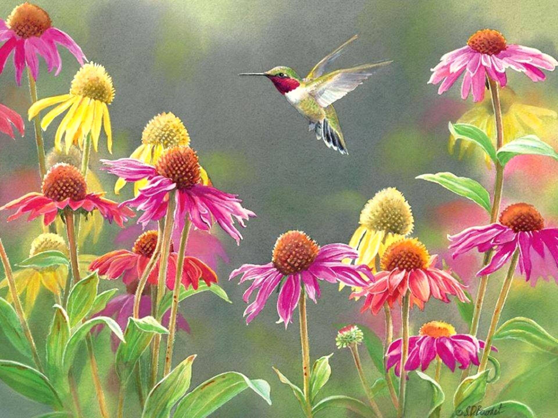 Cute Hummingbird Wallpapers - Top Free Cute Hummingbird Backgrounds