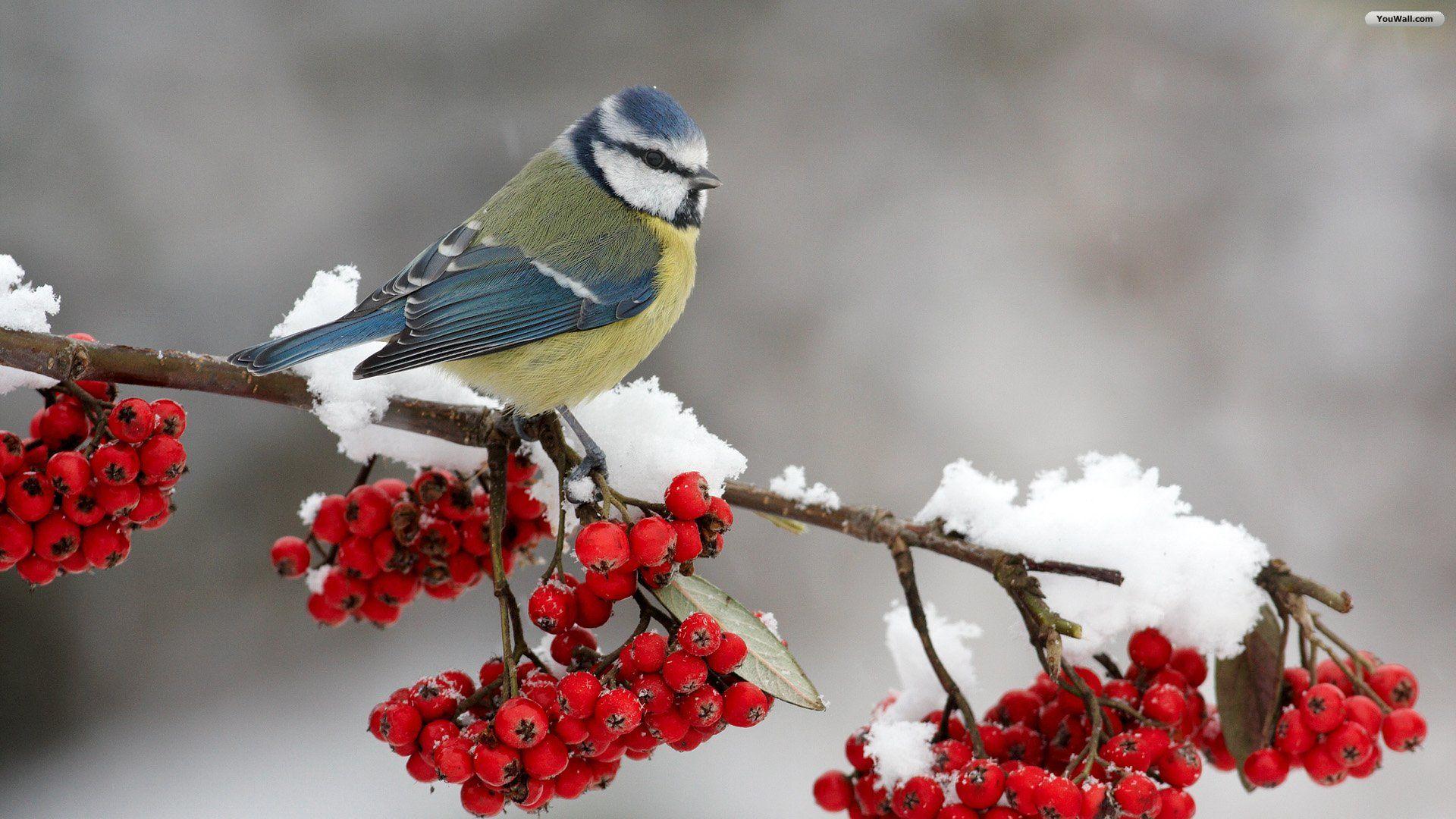1920x1080 Bohemian Waxwing Bird Wallpaper, Top Beautiful Bohemian Waxwing