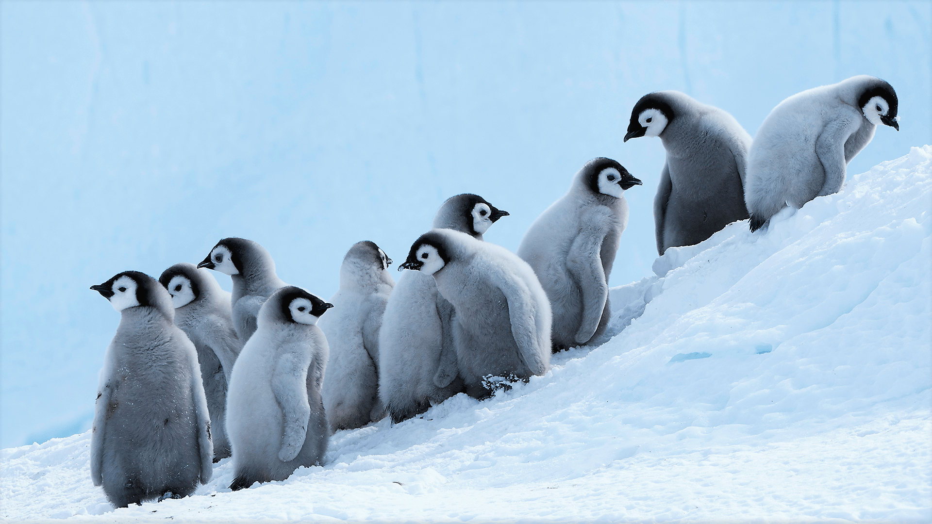 penguin screensaver