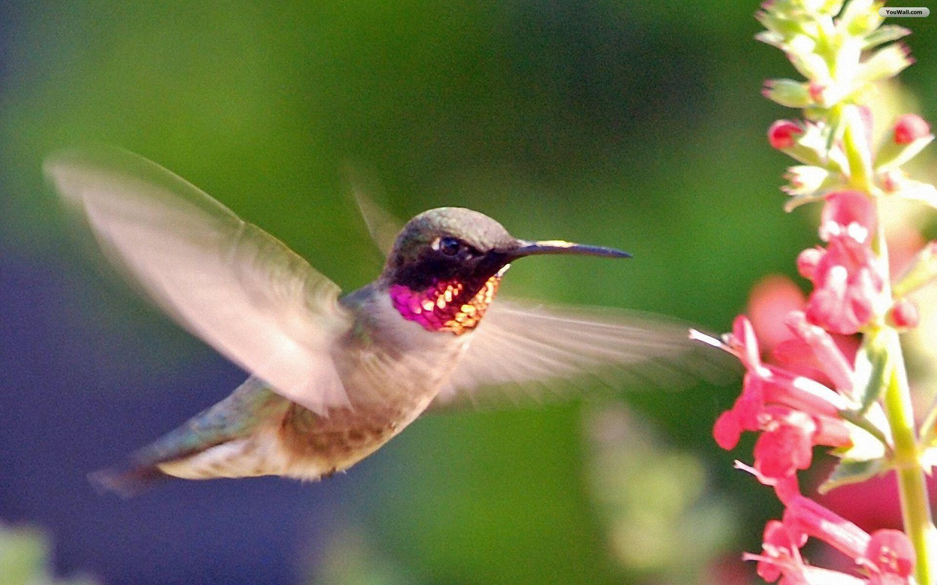 1920x1200 Hummingbird Wallpaper