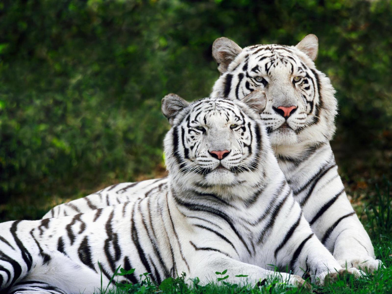 Hình nền con hổ trắng 1600x1200