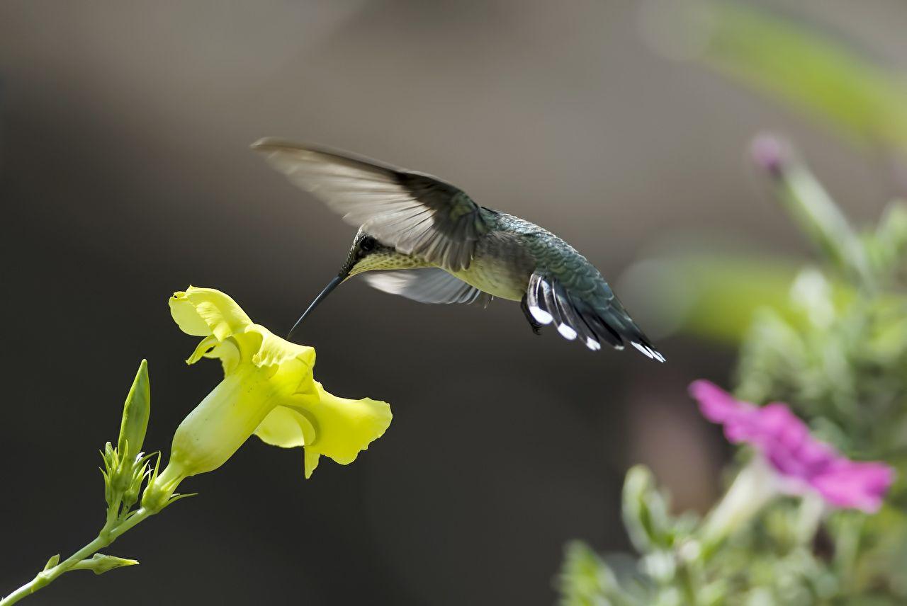 1280x856 Hummingbird Wallpaper (image in Collection)