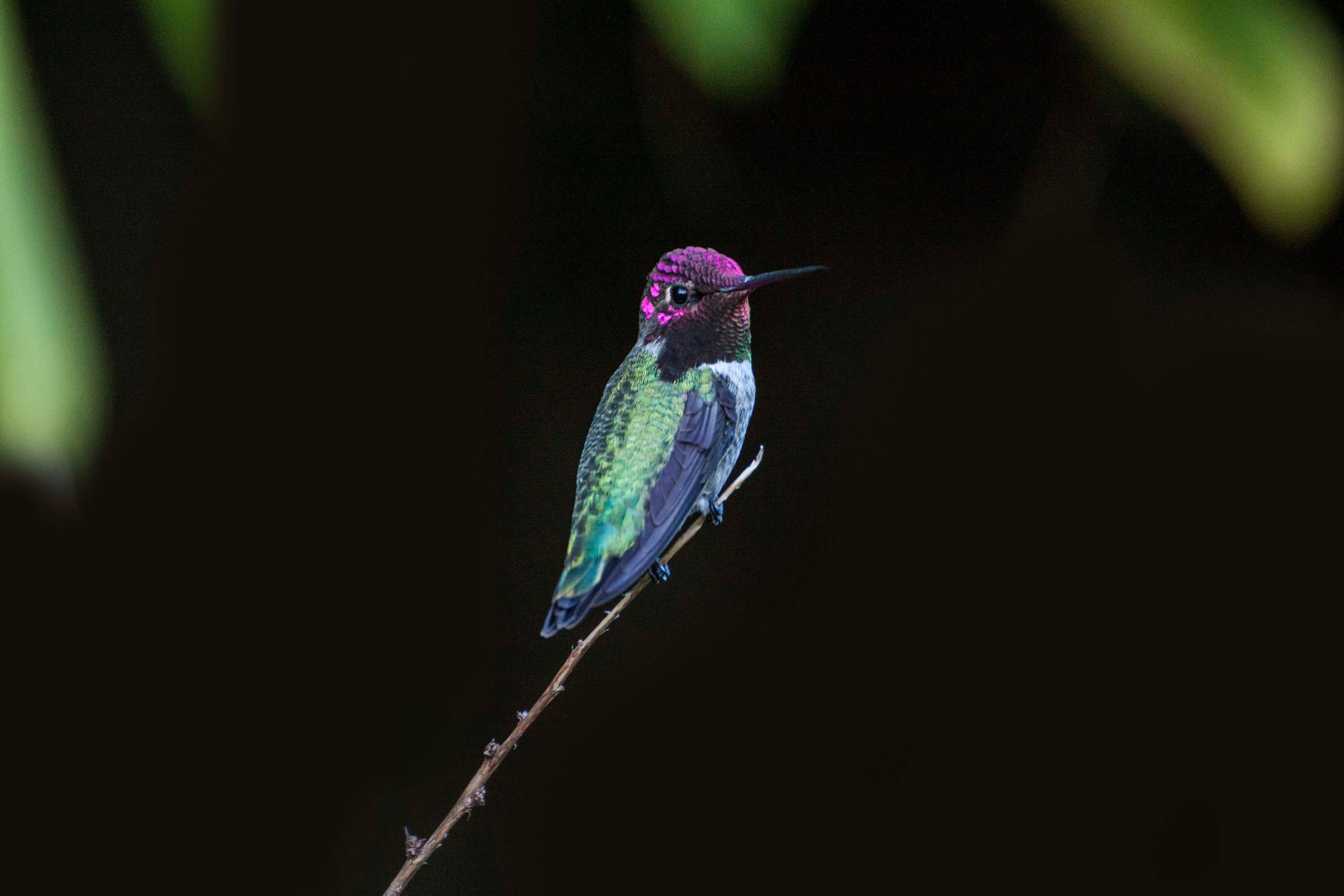 4752x3168 Hummingbird Close Up 4k, HD Birds, 4k Wallpaper, Image