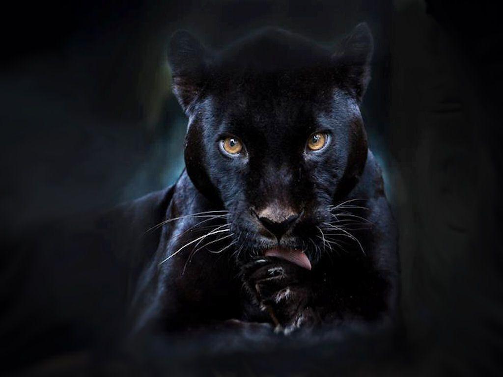 1024x768 bởi Wynell Hopping: Hình ảnh tuyệt vời của Black Panther