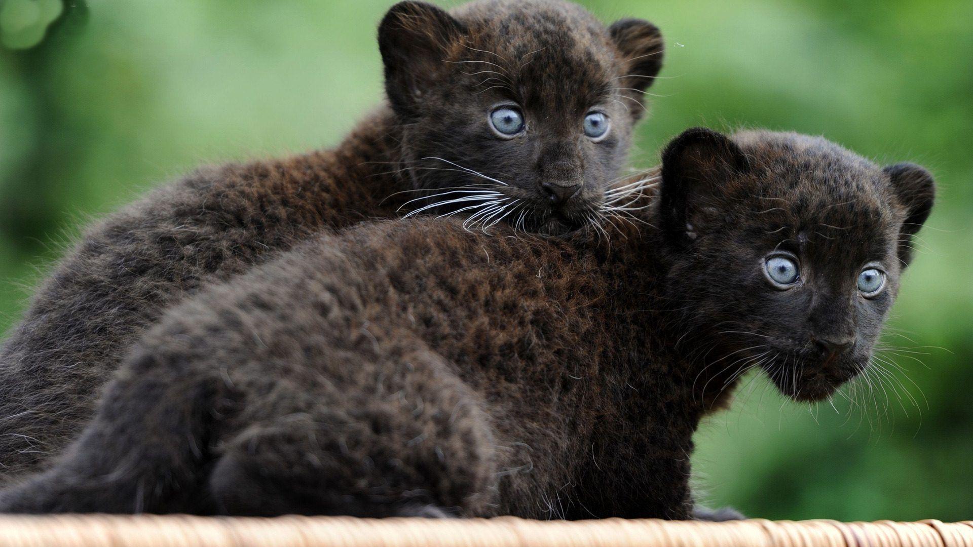 What Does A Baby Black Panther Sound Like