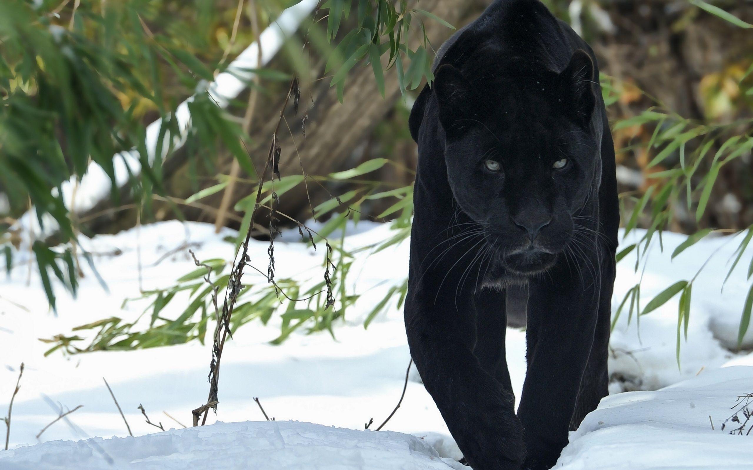Hình nền HD 2560x1600 Black Panther