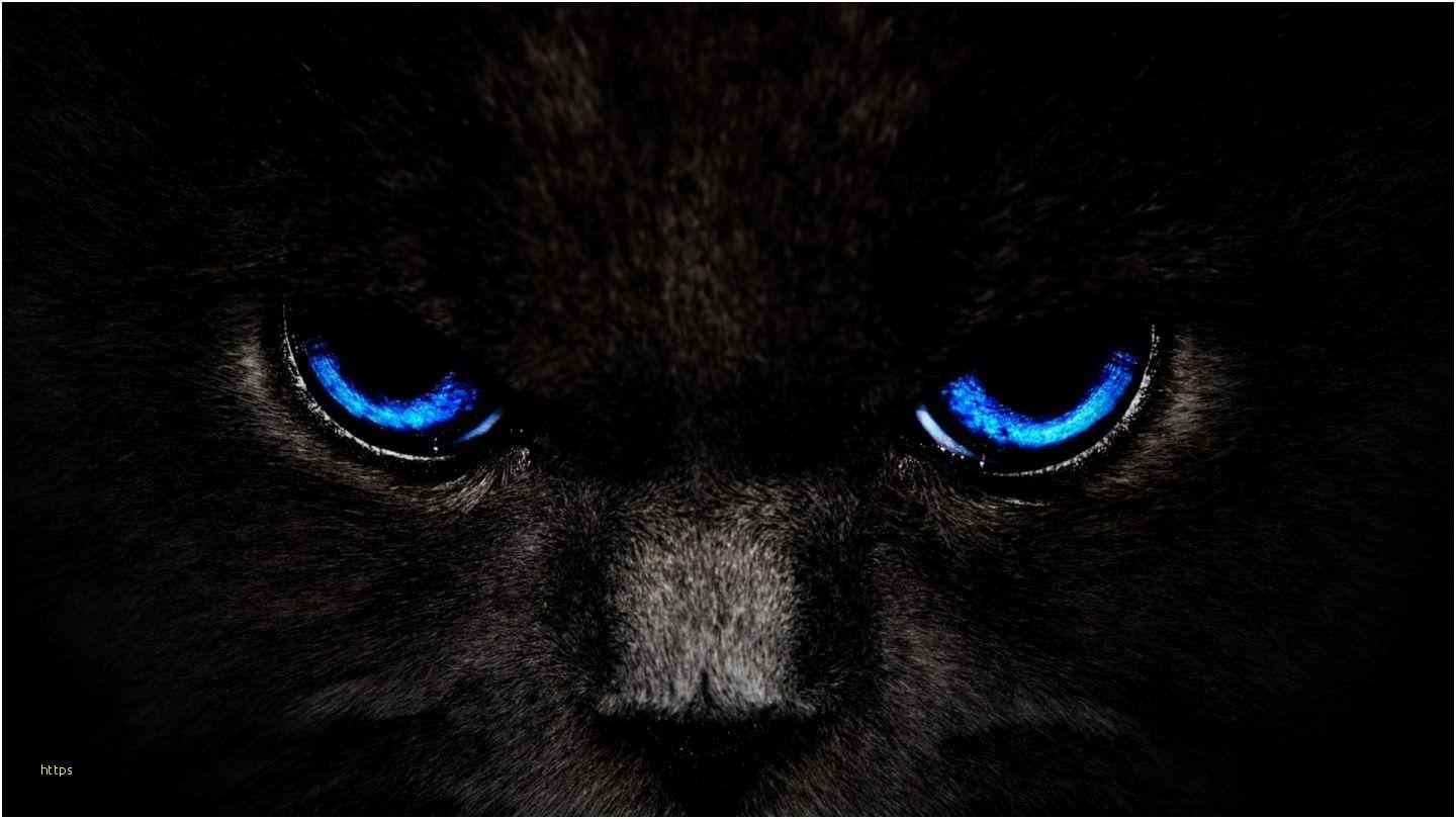 1440x810 Hình nền mèo mát mẻ Hình nền trang nhã HD - Màu đen