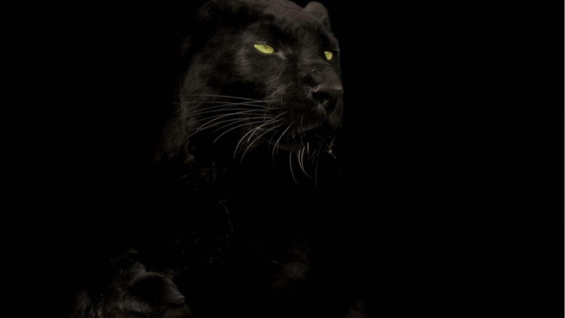 1920x1080 Hình nền động vật Black Panther