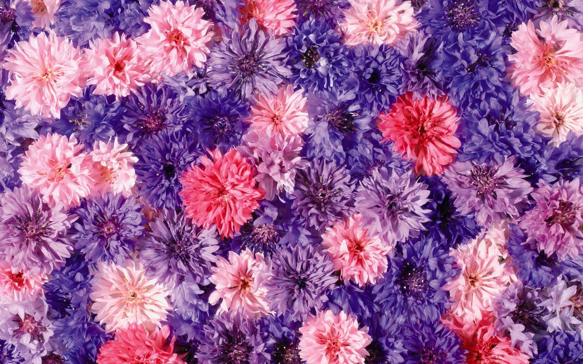 1920x1200 Hình nền hoa cúc hồng và tím - Hình nền hoa
