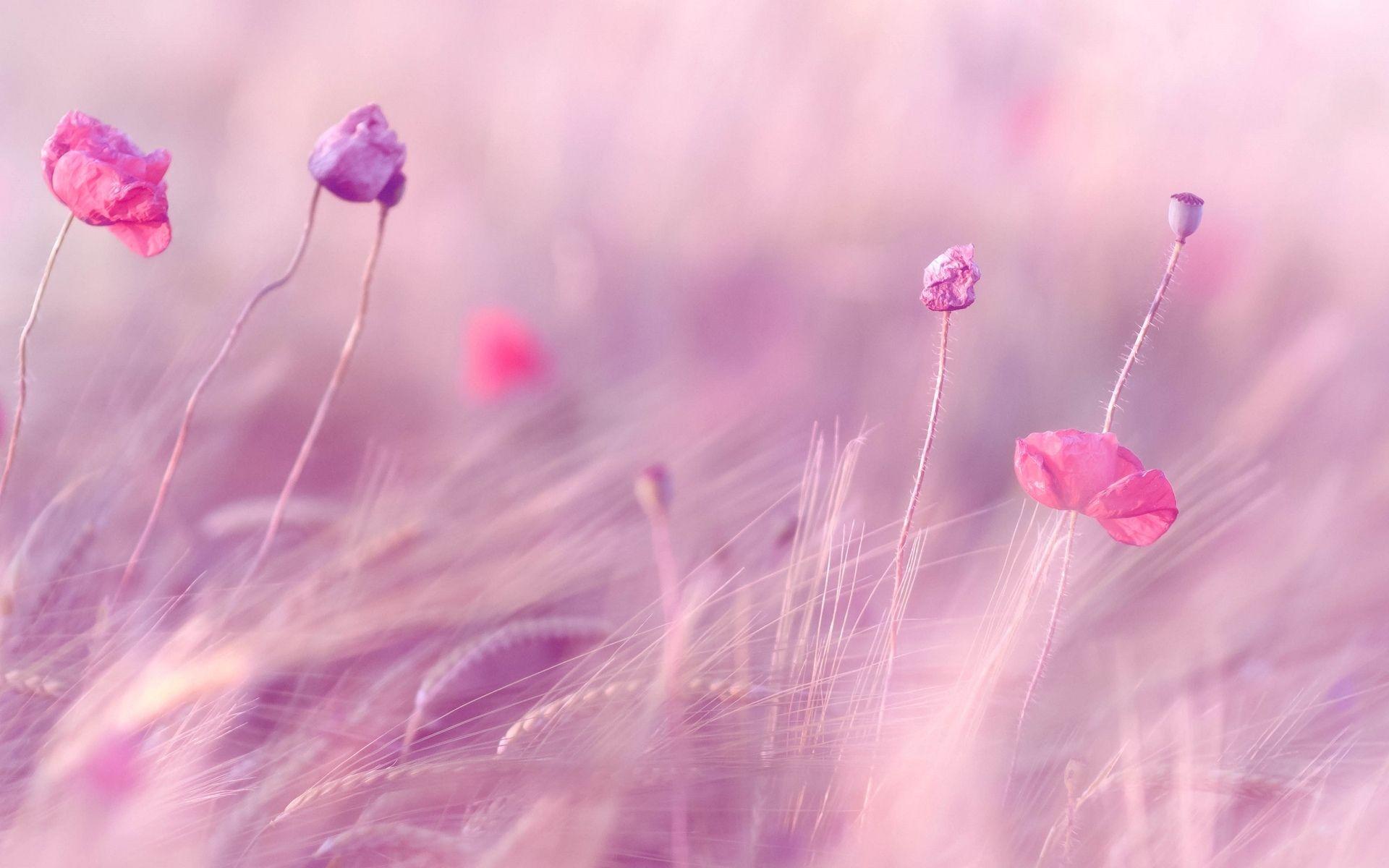 1920x1200 Pink And Purple Flower Background