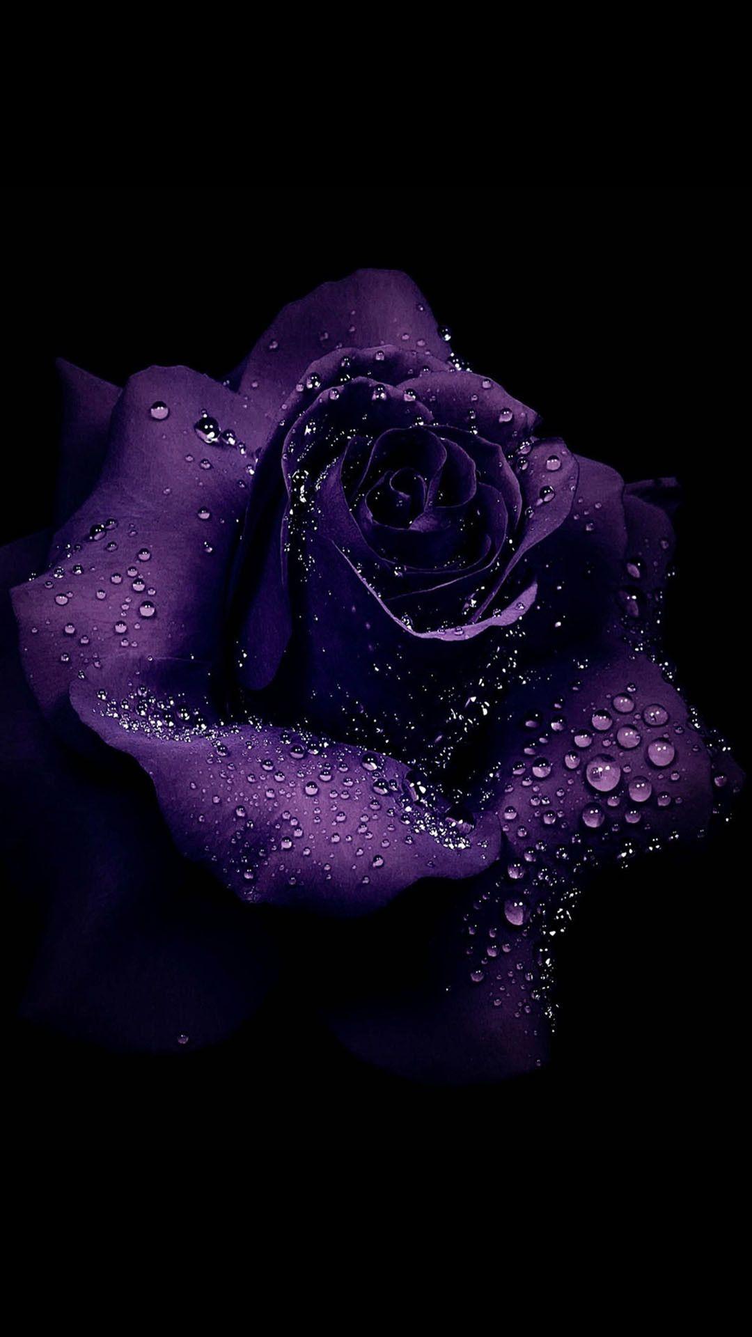 Purple Rose Backgrounds