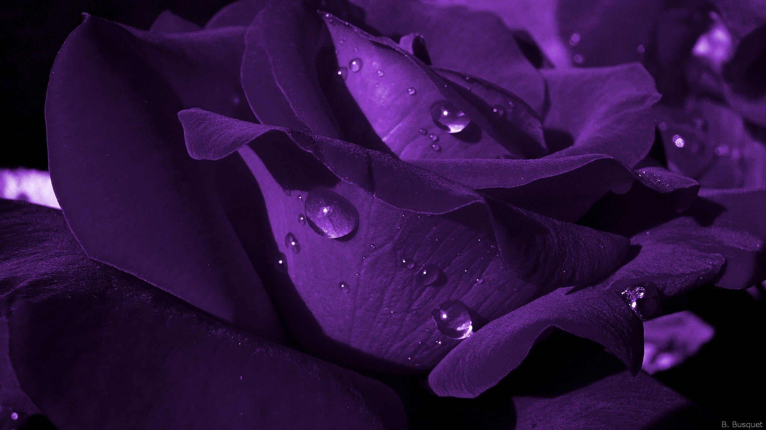 Featured image of post Wallpaper Purple Roses Images 135 000 vectors stock photos psd files