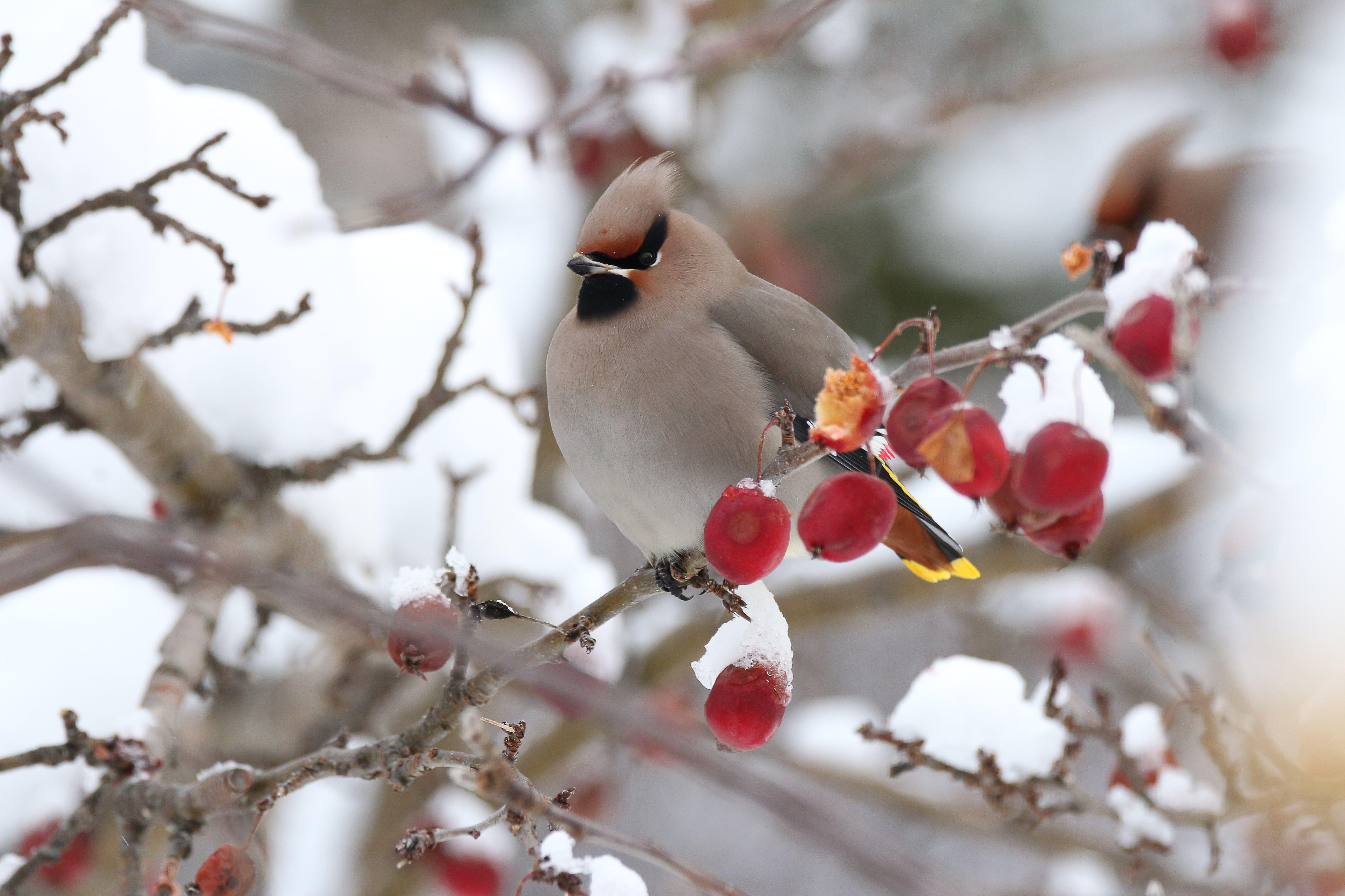 5184x3456 Gray bird on cherry branch HD wallpaper