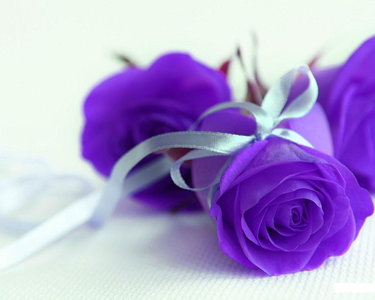 1280x1024 Purple roses wallpaper Gallery