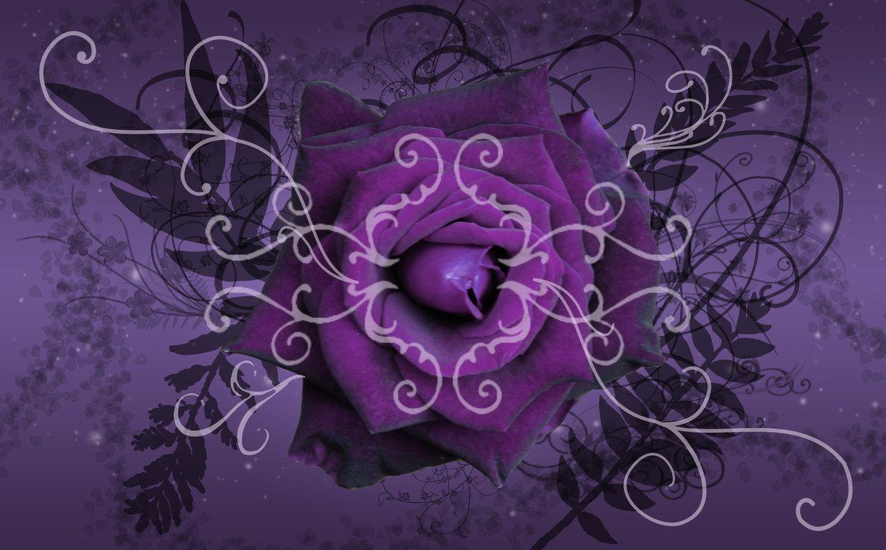 1280x794 Purple Rose Wallpaper
