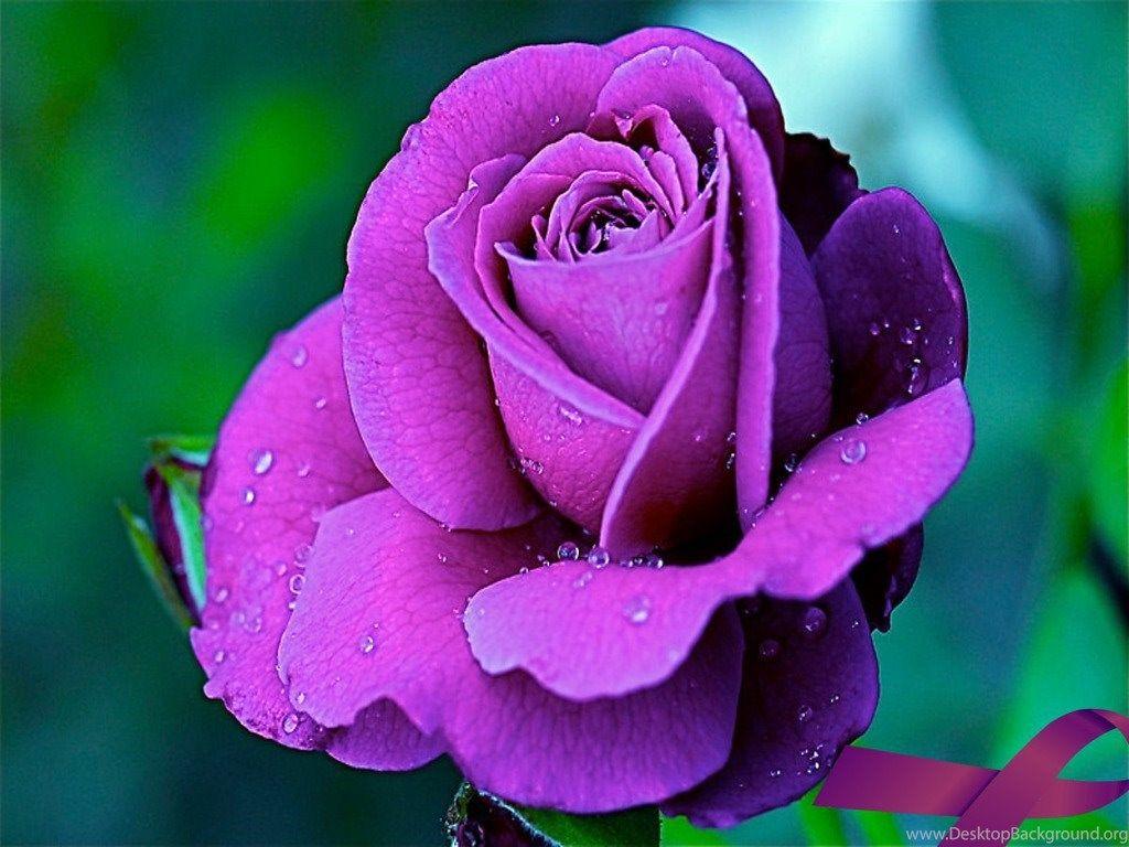1024x768 Purple Rose Flowers Flower HD Wallpaper, Image, PIctures