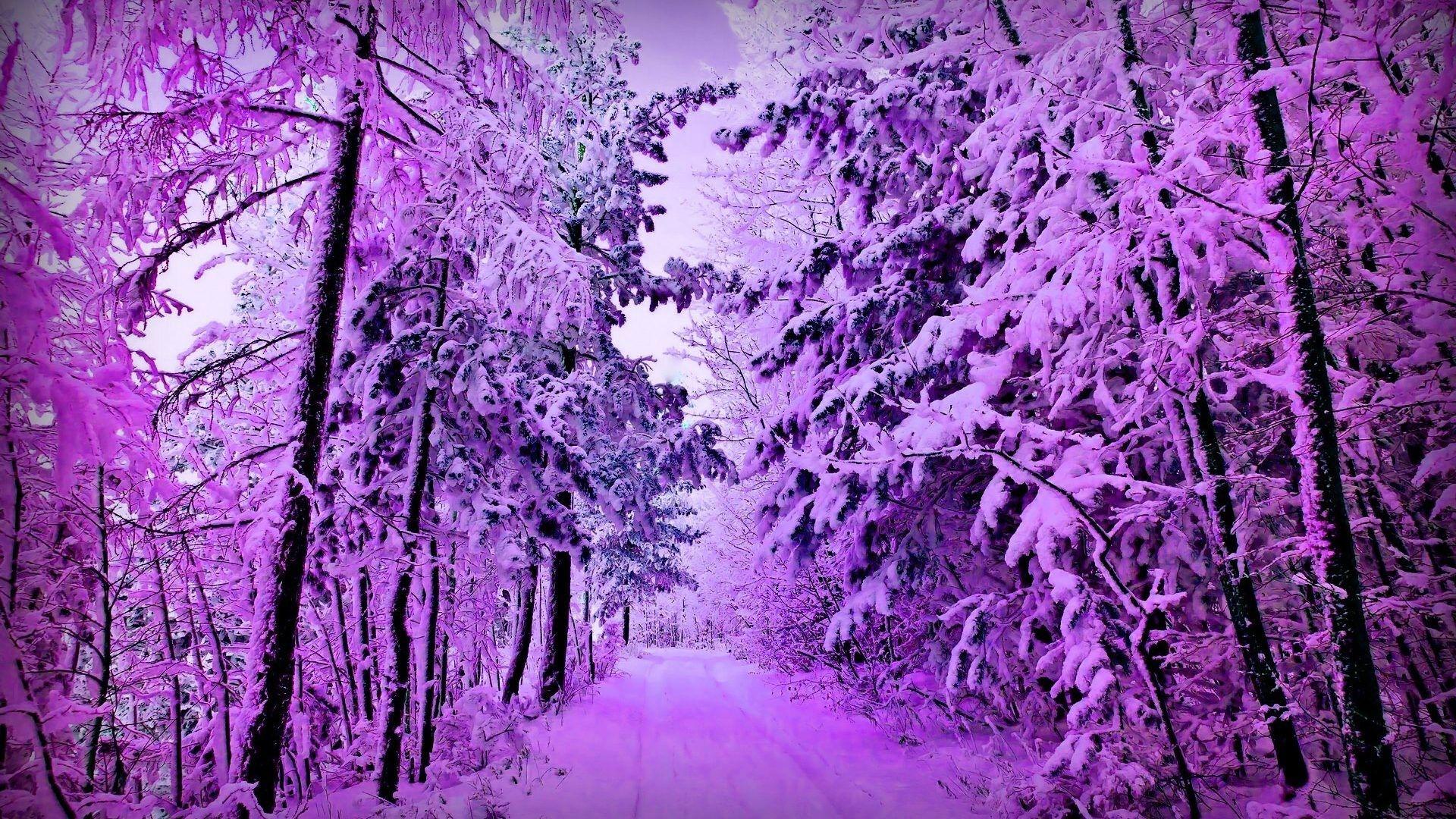 Бегония purple snow фото