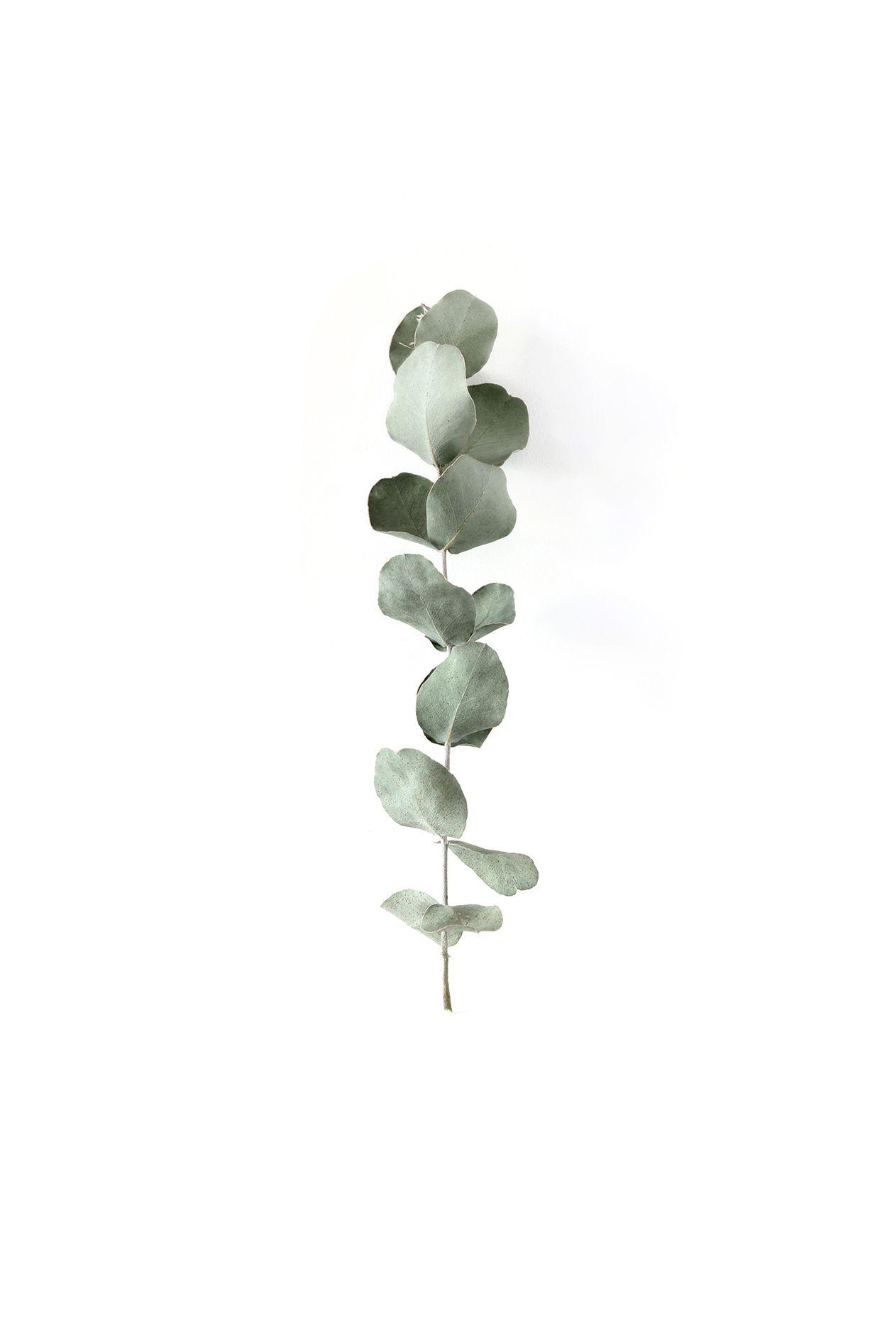1250x1875 Mary Jo Hoffman Leaves. leggie. Plants