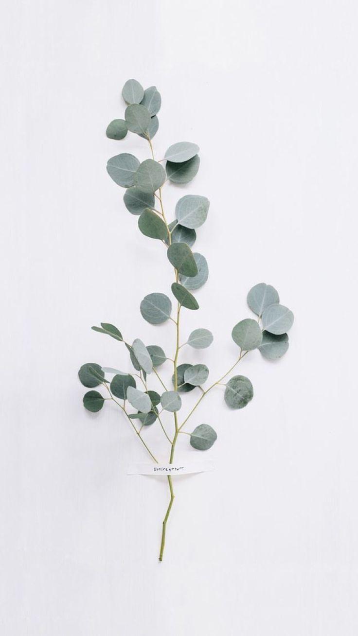 Eucalyptus Phone Wallpapers - Top Free Eucalyptus Phone Backgrounds