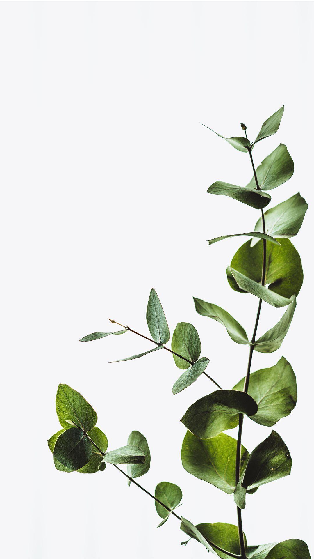 Eucalyptus Phone Wallpapers - Top Free Eucalyptus Phone Backgrounds