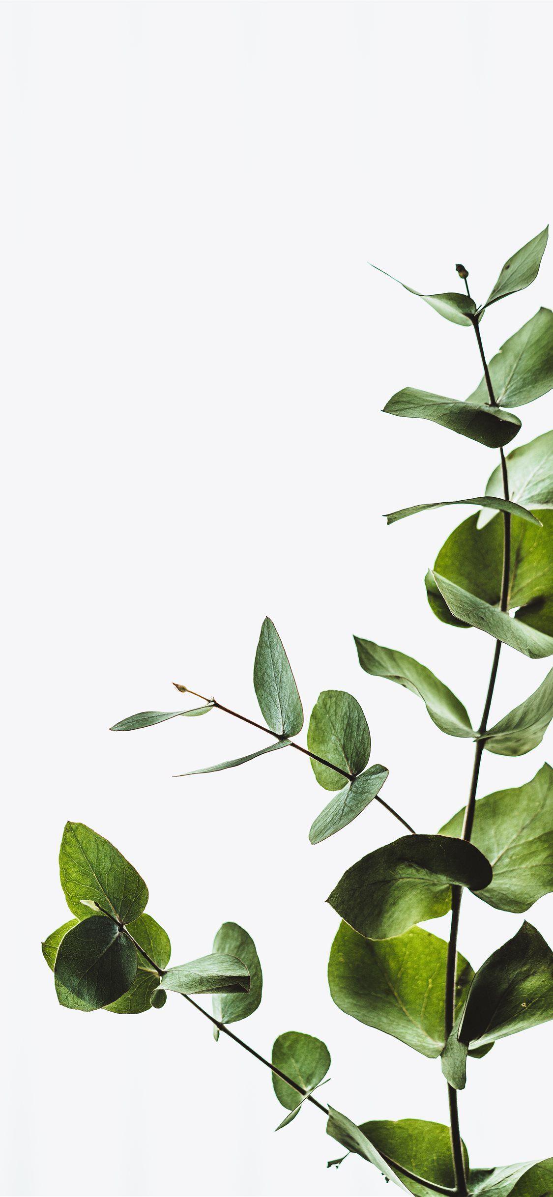 1125x2436 Best Stem iPhone X Wallpaper HD