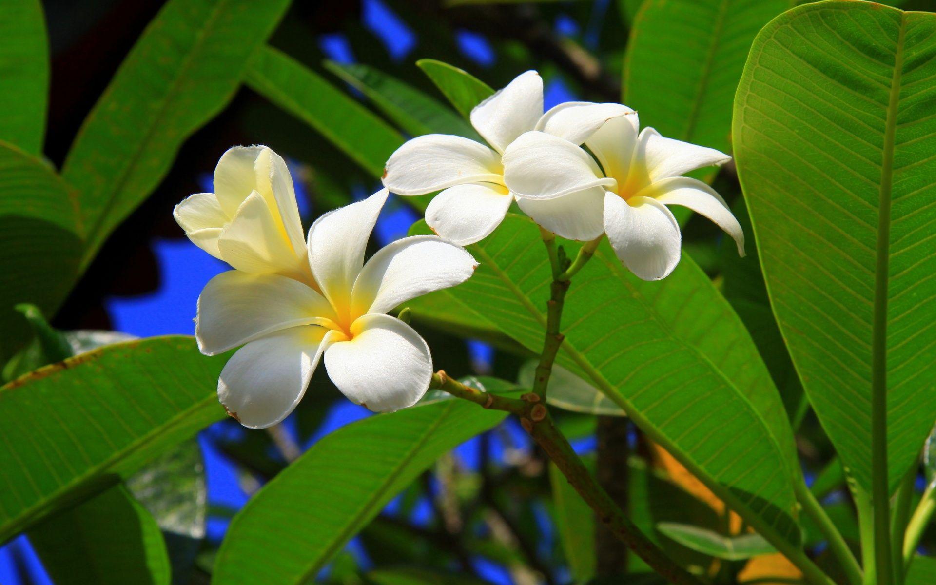 1920x1200 Free Tropical Flowers Wallpaper 21674 1920x1200px
