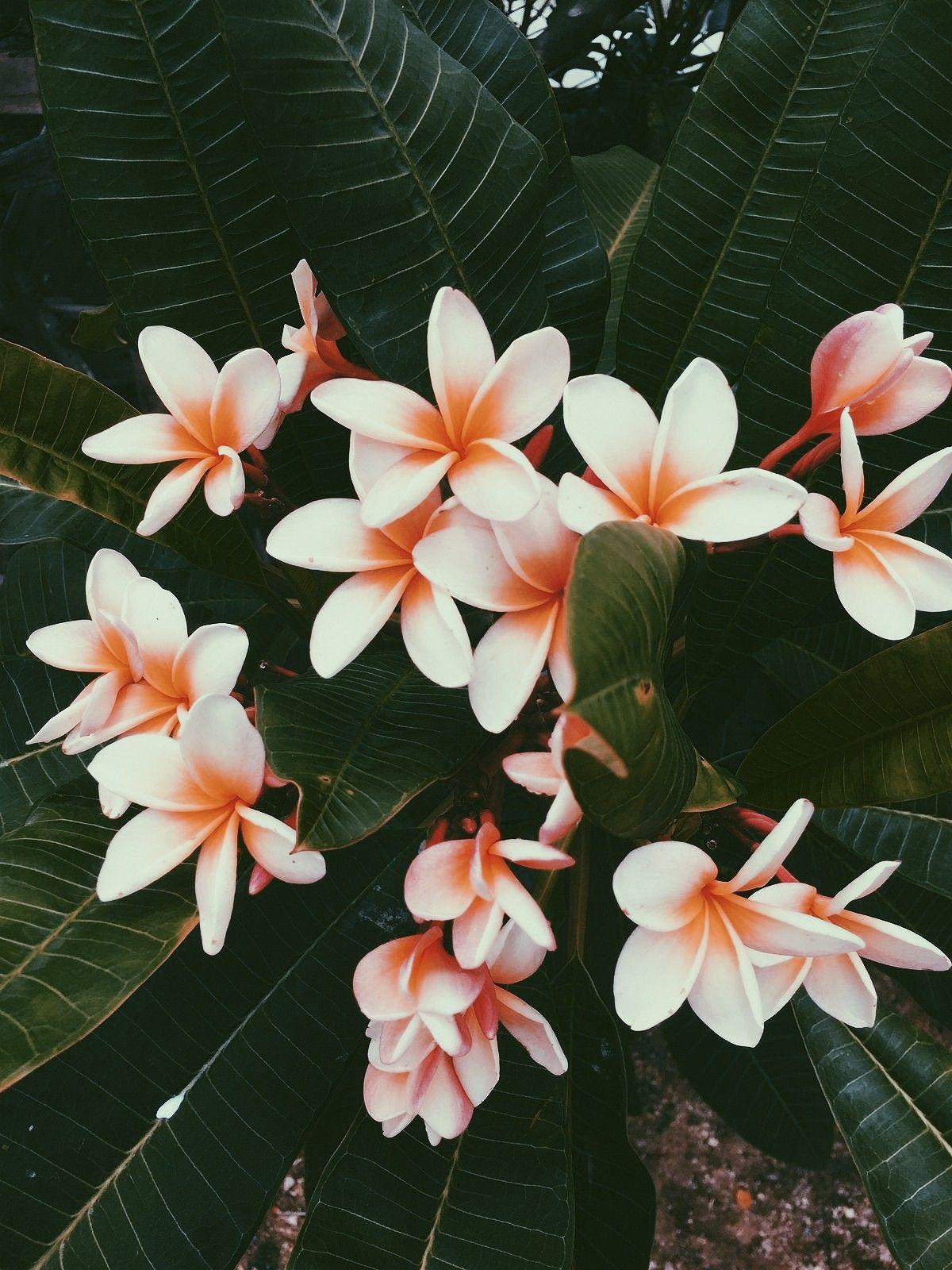 1200x1600 ⌁ flowers: daniellieee123 ⌁. Flower aesthetic, Flower iphone wallpaper, Beautiful flowers
