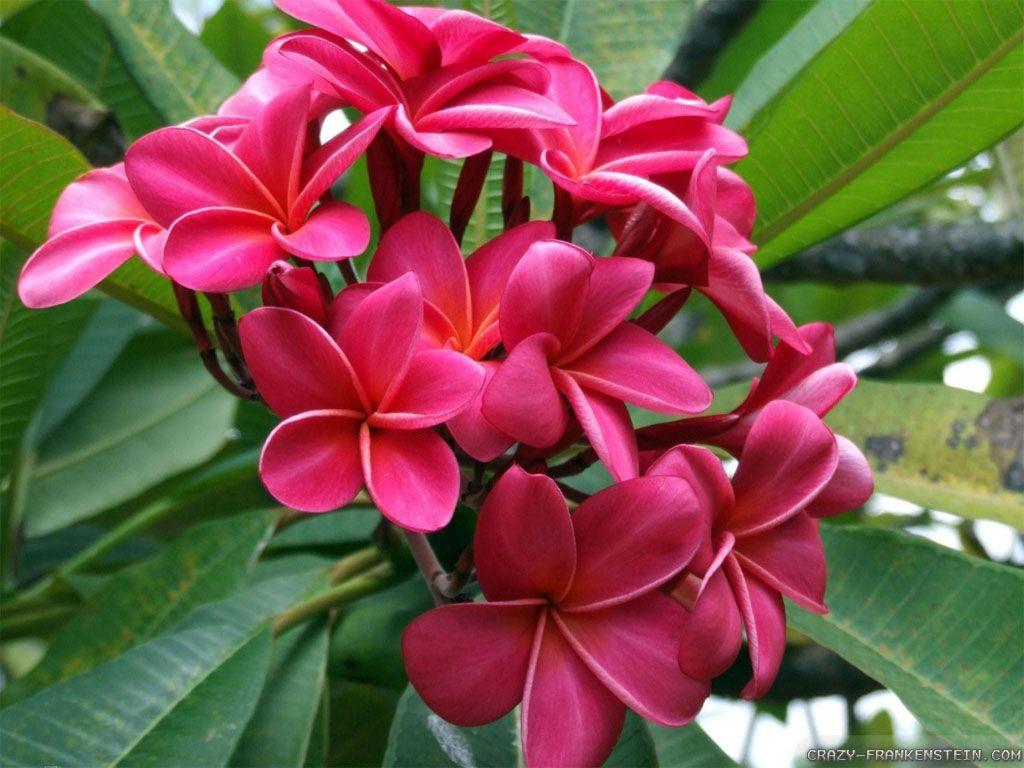 1024x768 Red Tropical Flowers Wallpaper