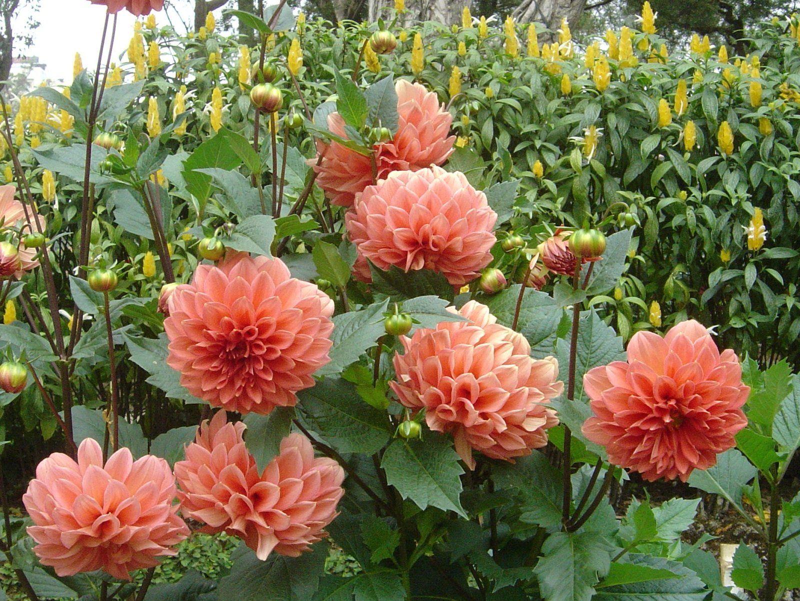1600x1203 Tropical flowers wallpaper
