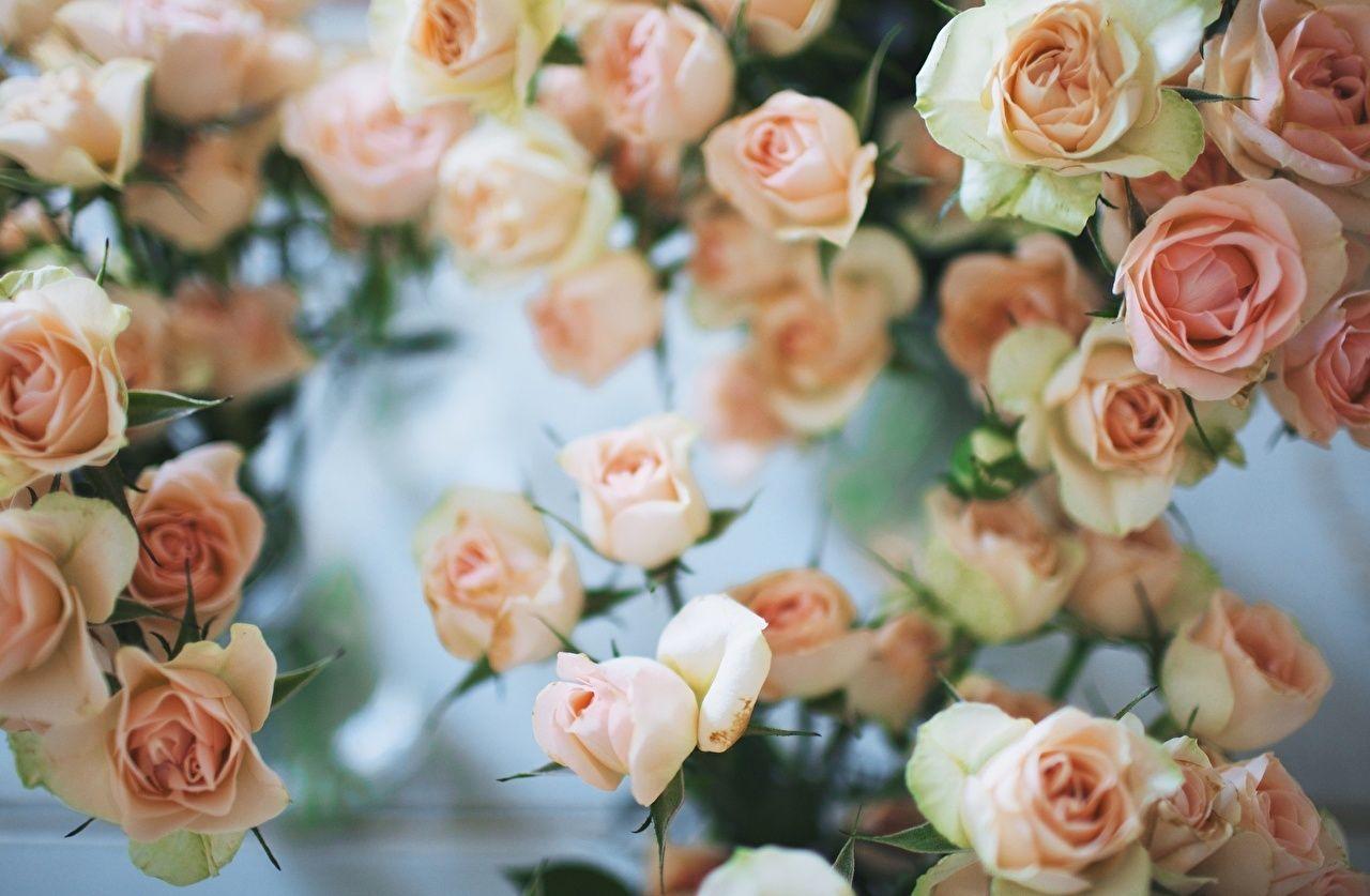 1280x837 Wallpaper Roses flower Many