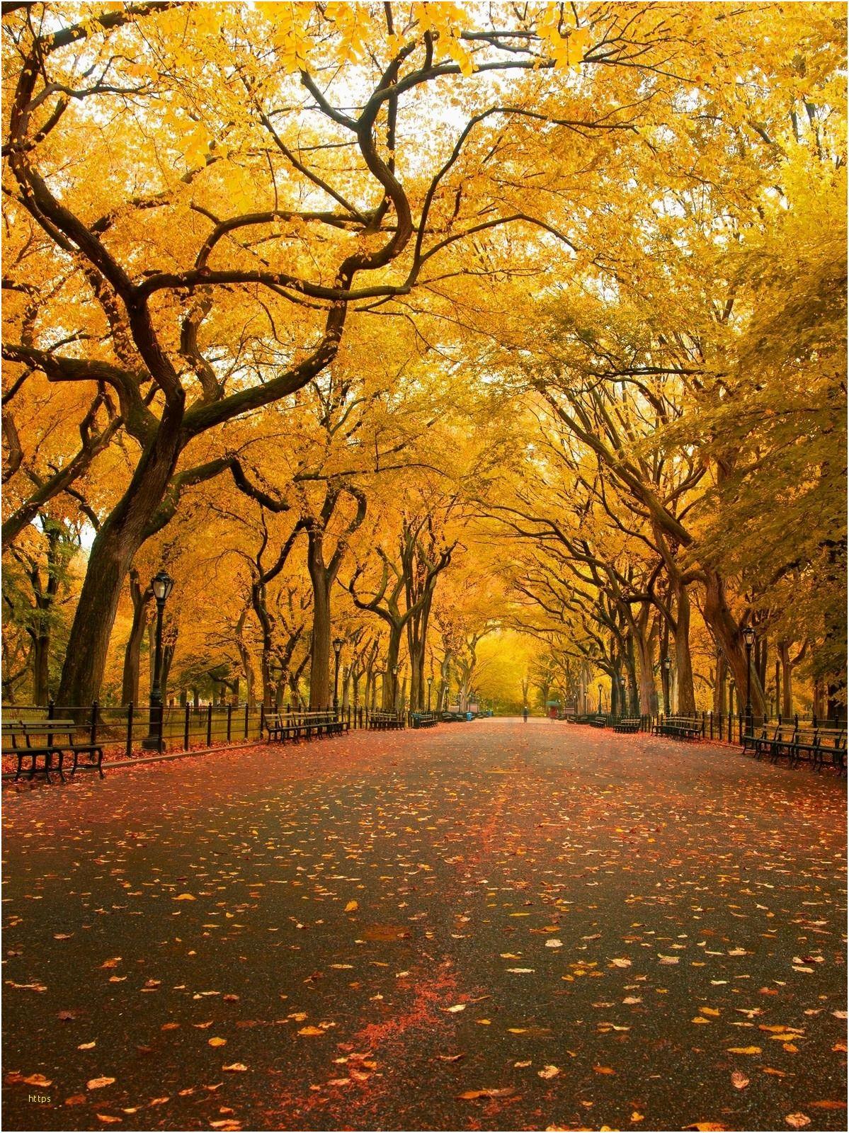 1199x1600 Hd Wallpaper For Mobile New Beautiful Nature Wallpaper