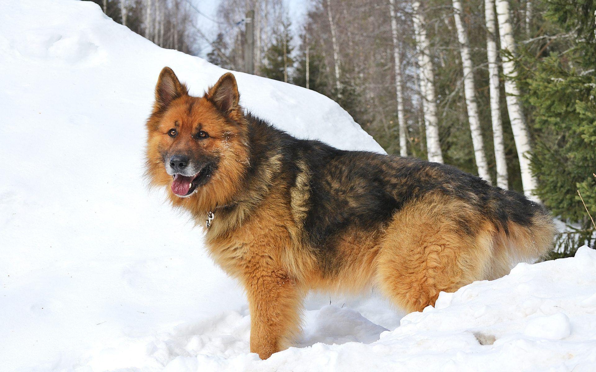 1920x1200 Download HD Photo Wallpaper Dogs Snow Winter Walk 032 1920x1200