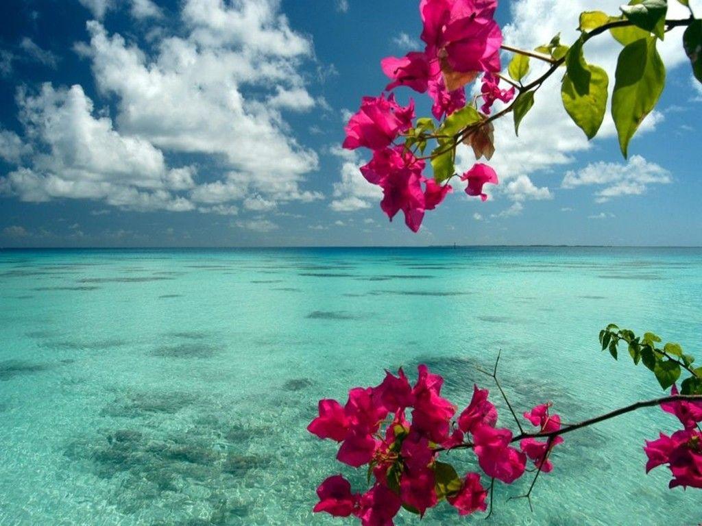 Flowers Tropical Beach Wallpapers - Top Free Flowers Tropical Beach