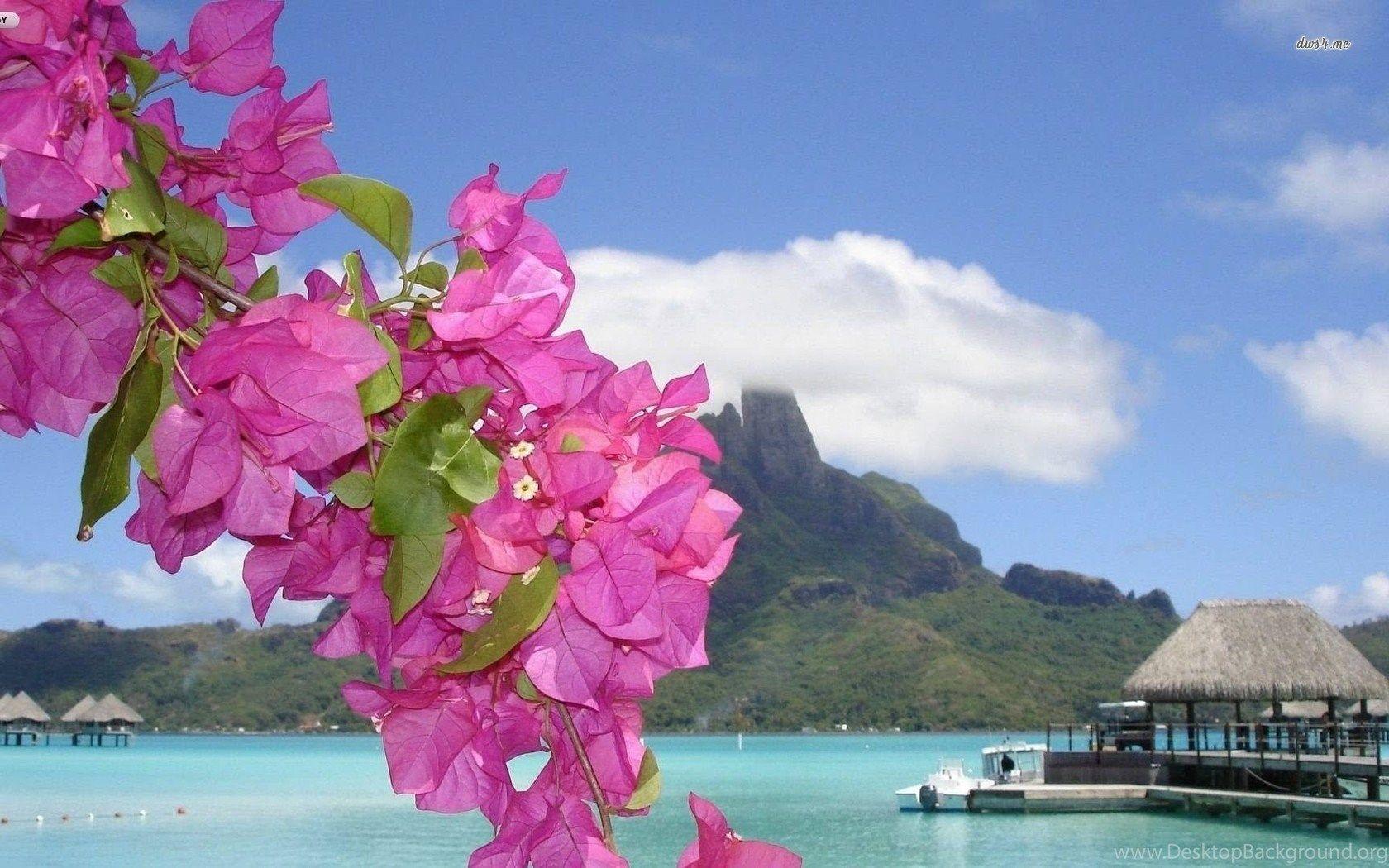 Flowers Tropical Beach Wallpapers - Top Free Flowers Tropical Beach Backgrounds - WallpaperAccess