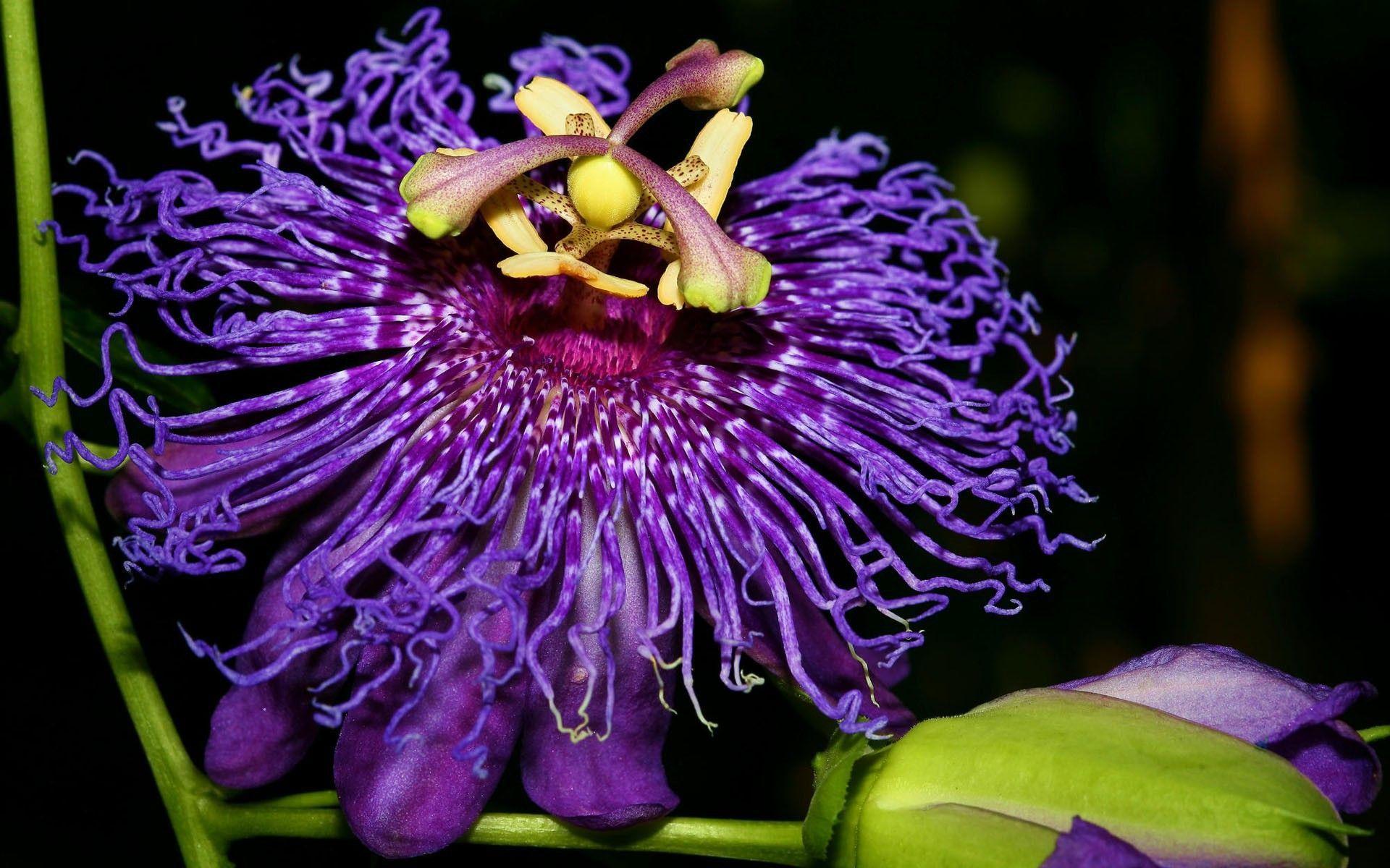 1920x1200 exotic flowers picture. Exotic flower wallpaper