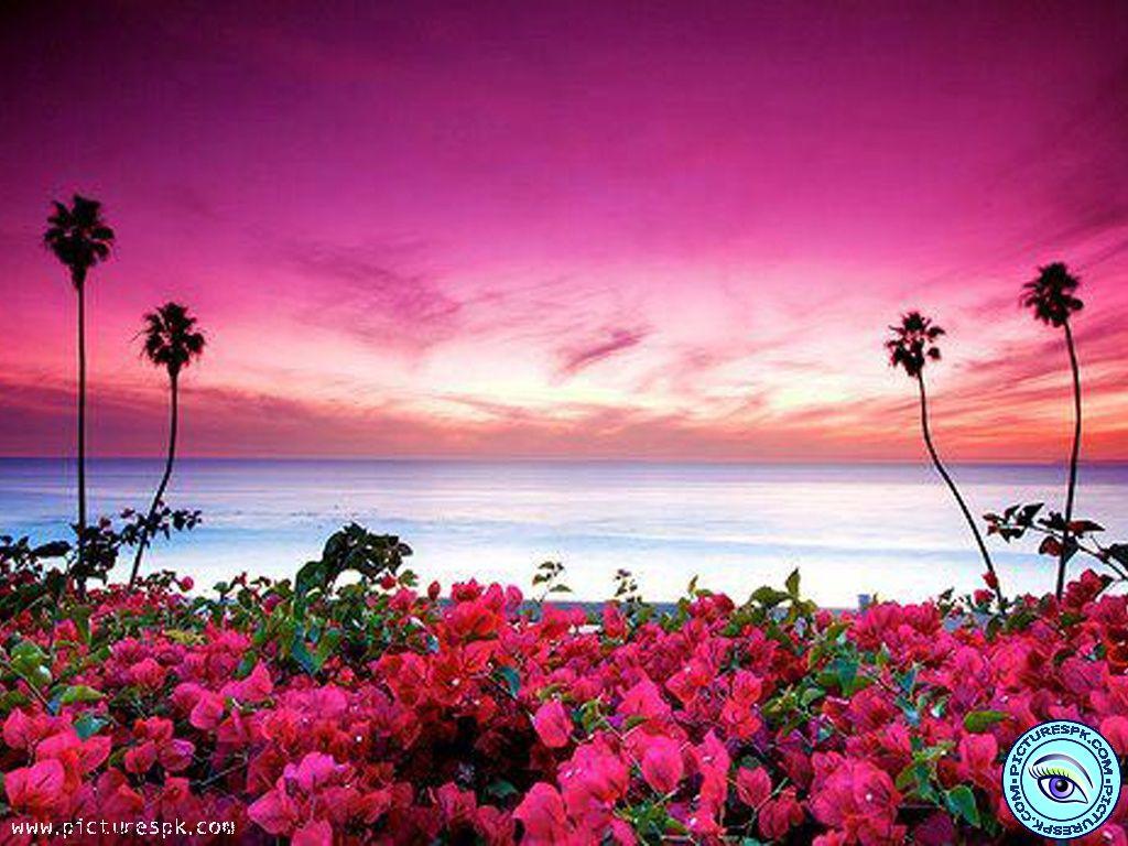 Hawaiian Flowers On The Beach Wallpaper