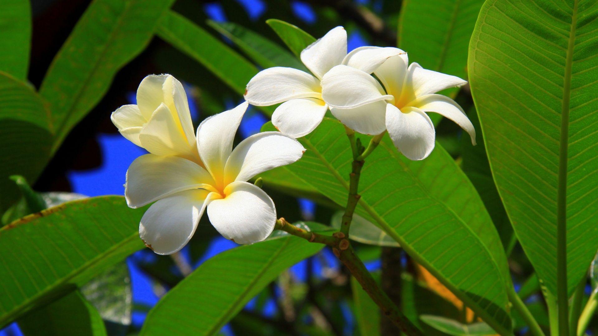 1920x1080 Free Exotic Flowers Wallpaper