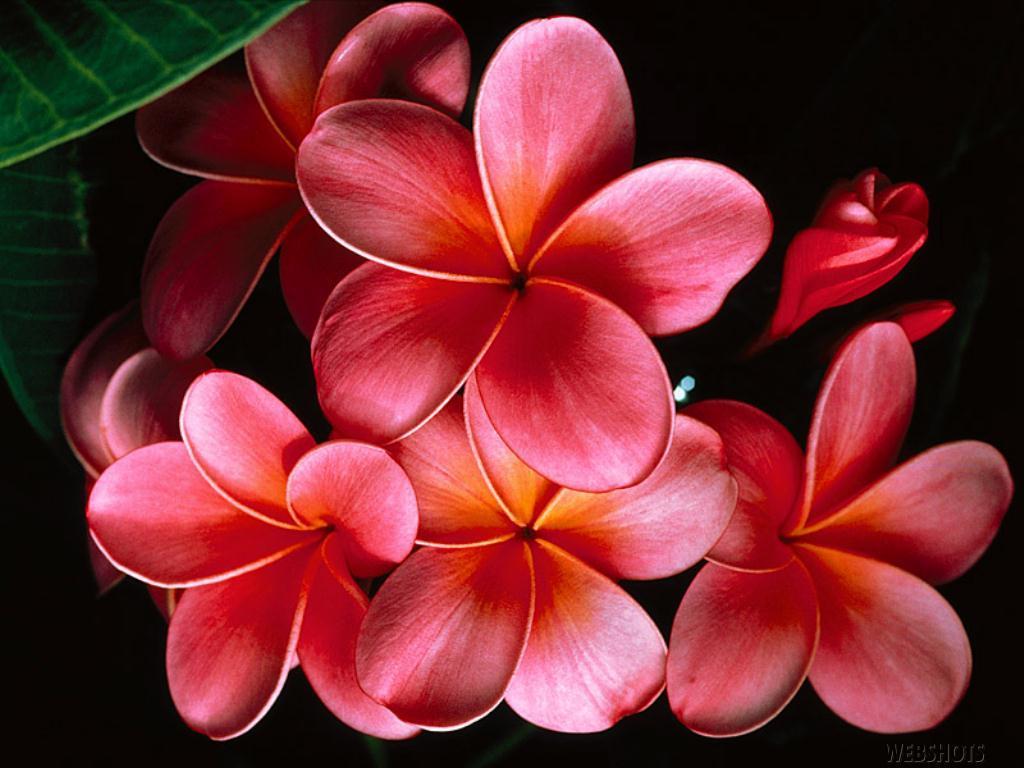 Hawaiian Flowers Wallpapers - Top Free Hawaiian Flowers Backgrounds -  WallpaperAccess