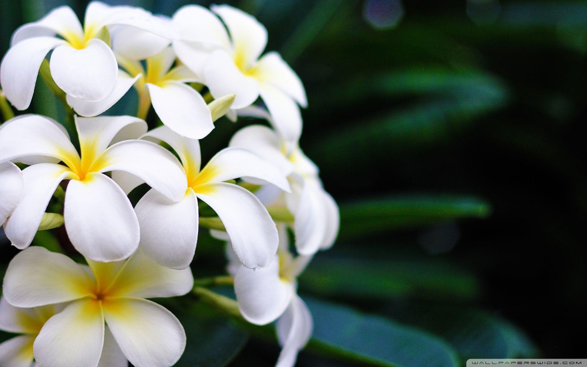 1920x1200 Hawaii Flowers ❤ 4K HD Desktop Wallpaper for 4K Ultra HD TV