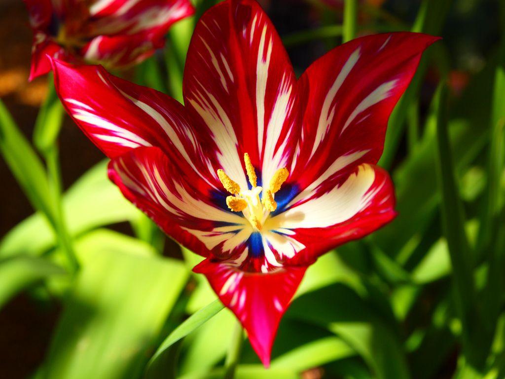 1024x768 Exotic Flowers wallpaperx768