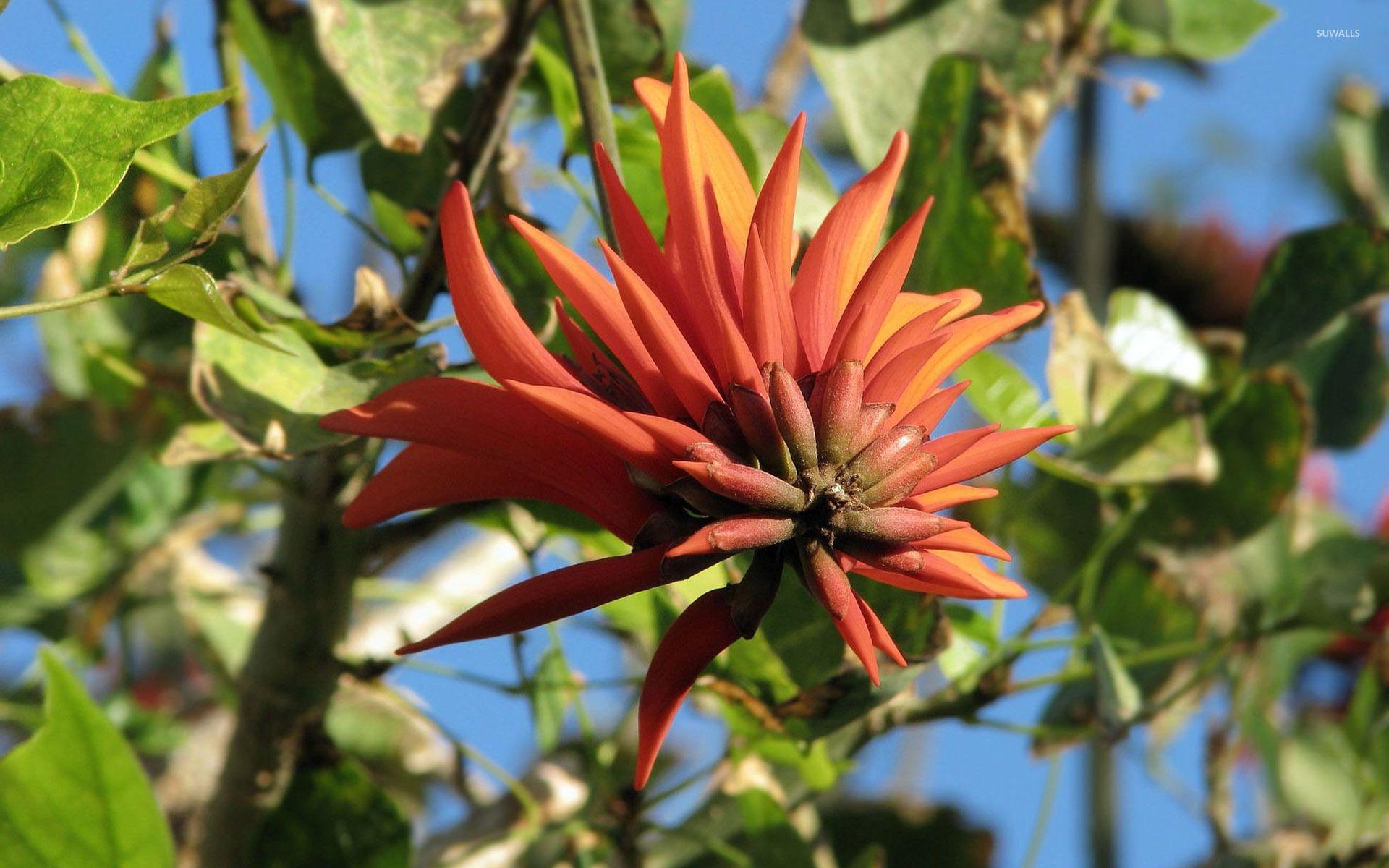 1920x1200 Exotic flower [4] wallpaper wallpaper