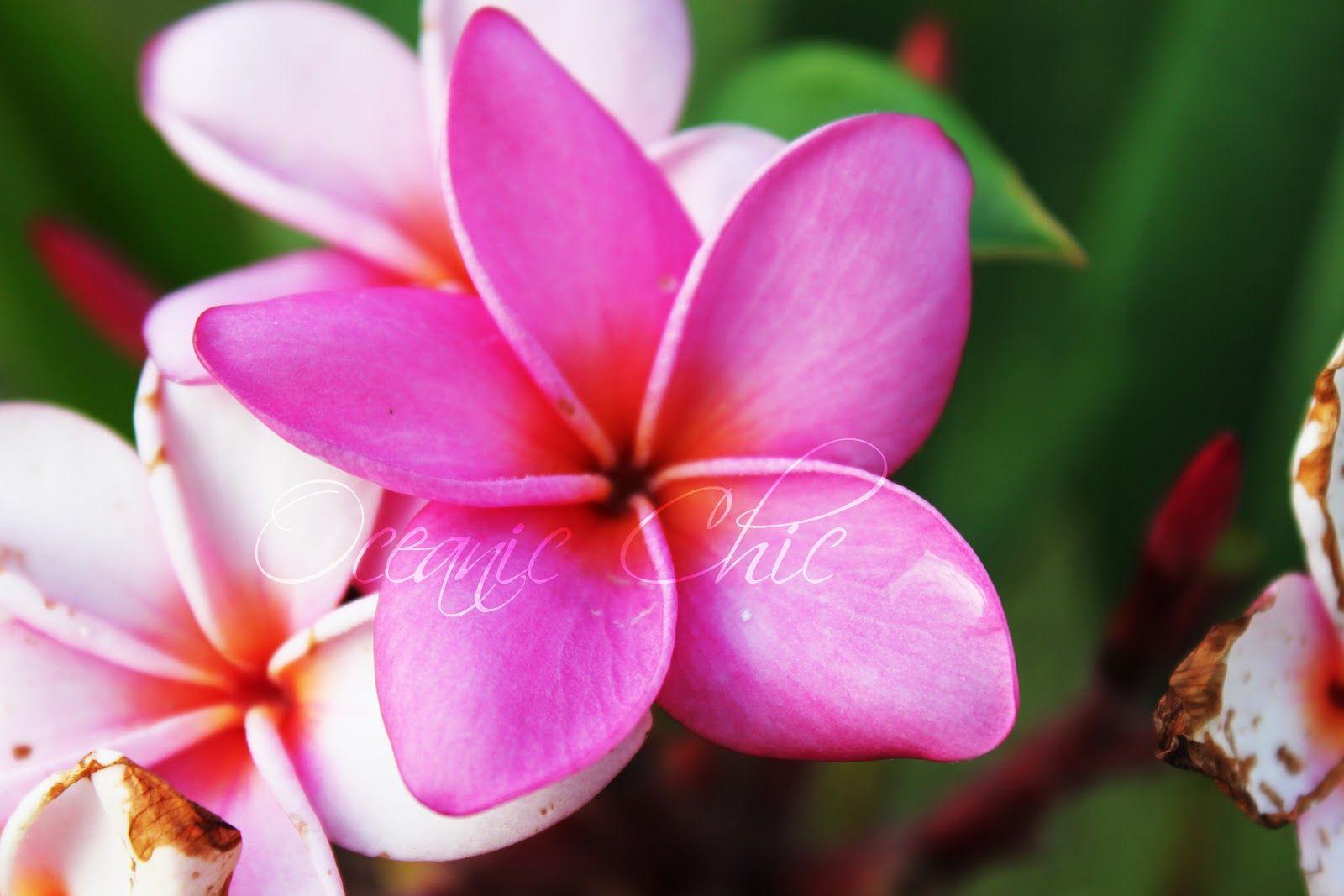 1600x1067 Free Hawaii Flower, Download Free Clip Art, Free Clip Art
