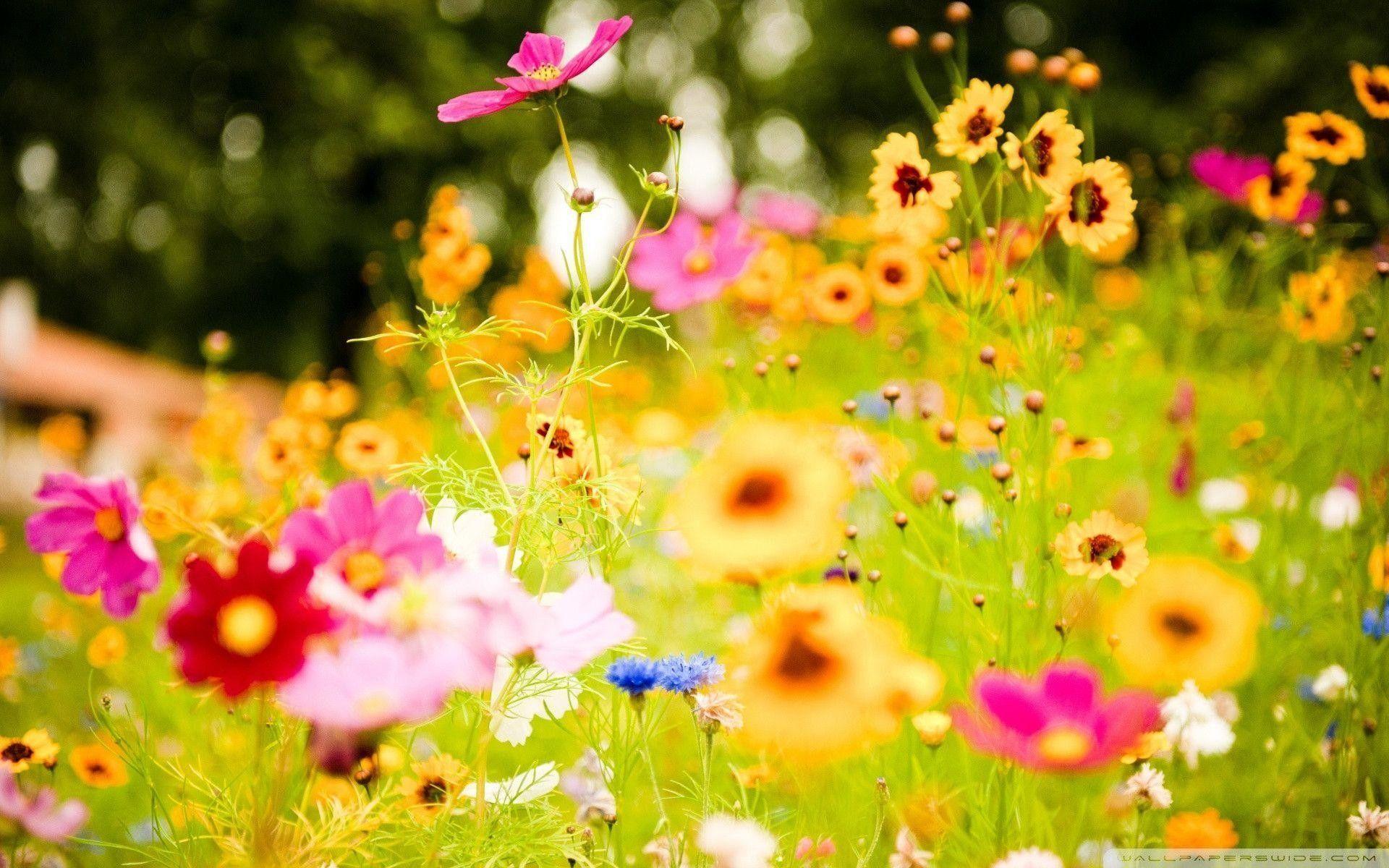 summer flowers wallpaper