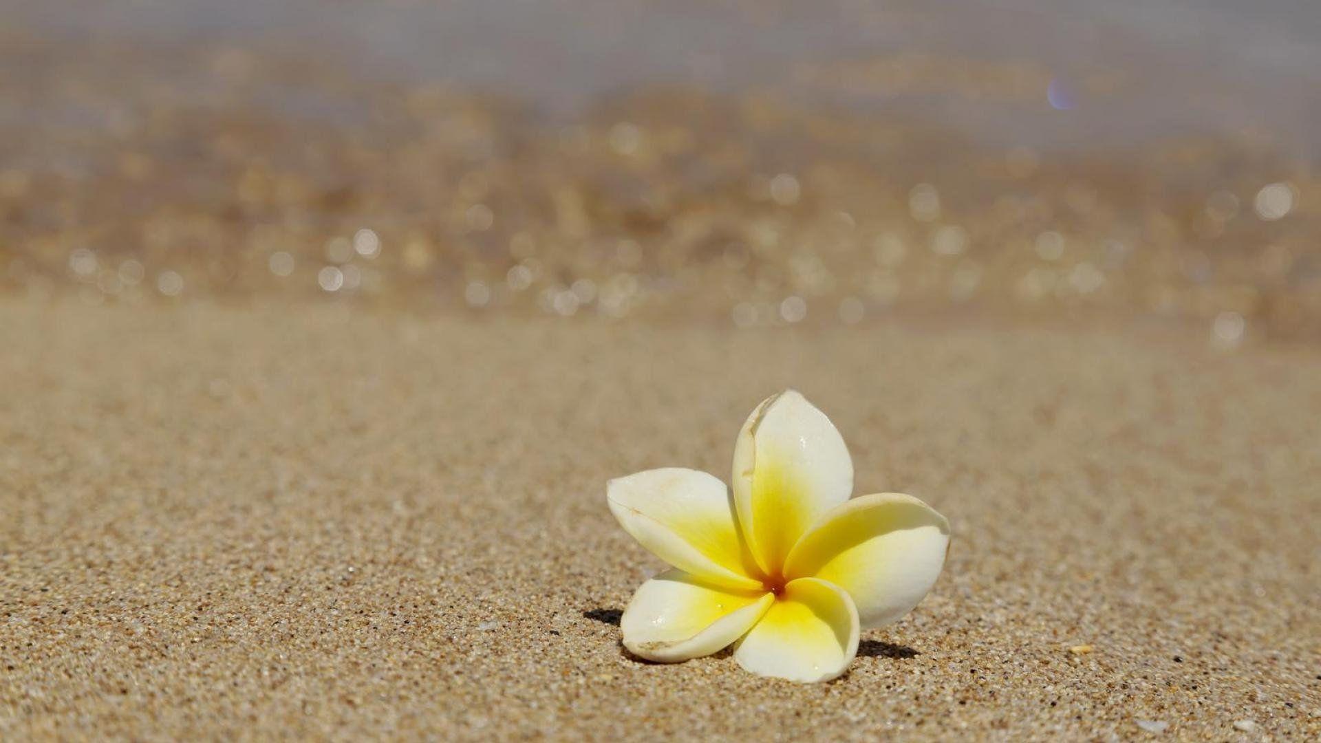 1920x1080 Flowers from the sand. aljanh.net desk
